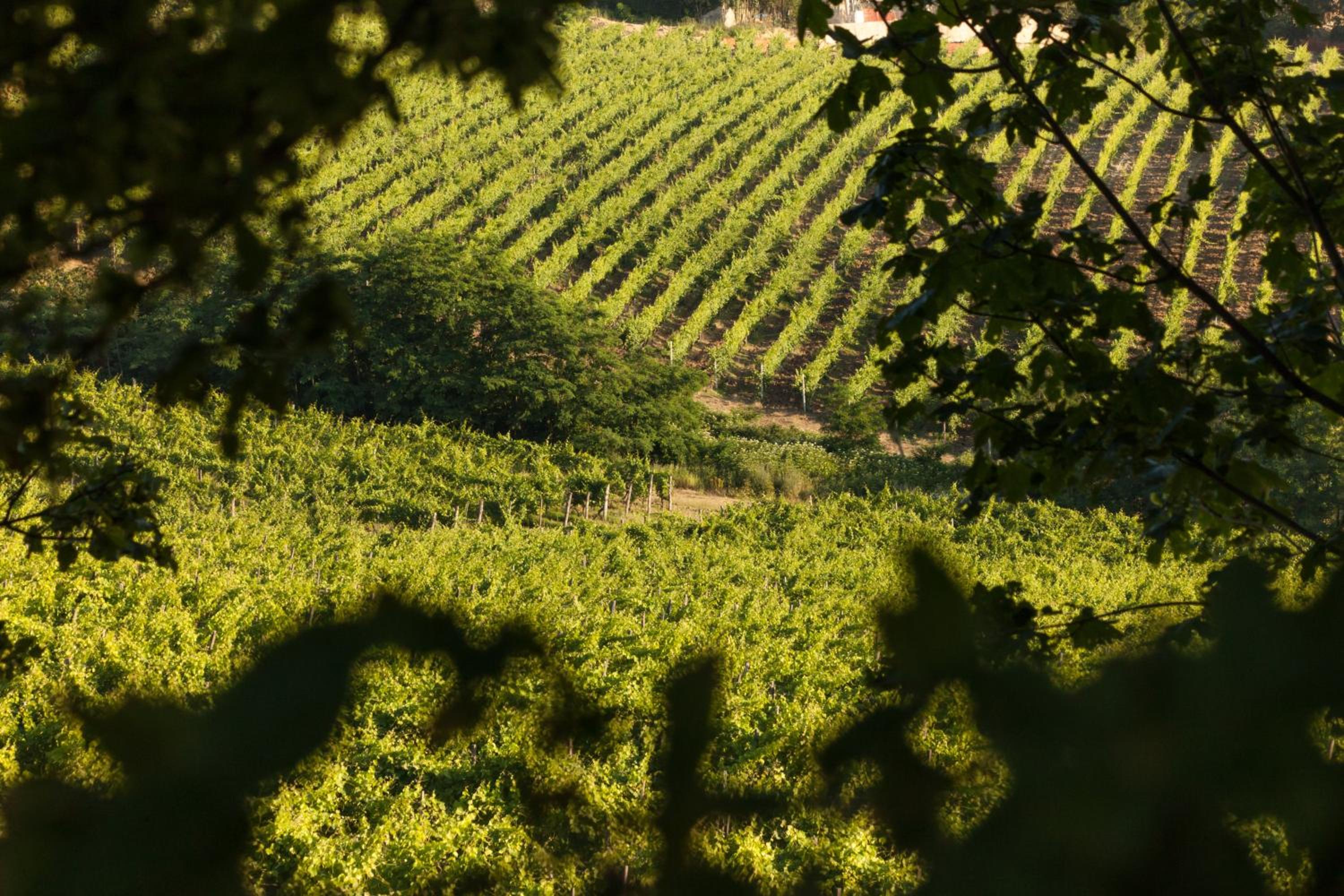 Tenuta La Meirana Gavi