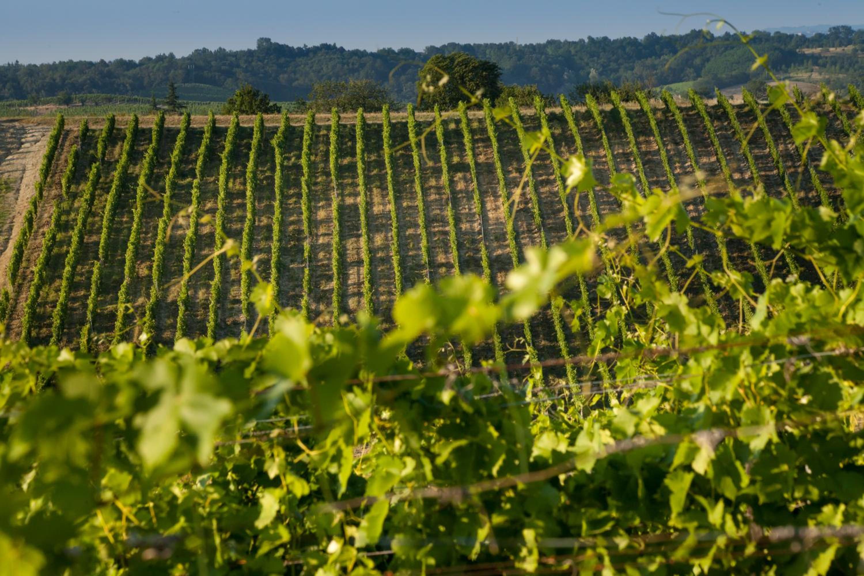 Tenuta La Meirana Gavi