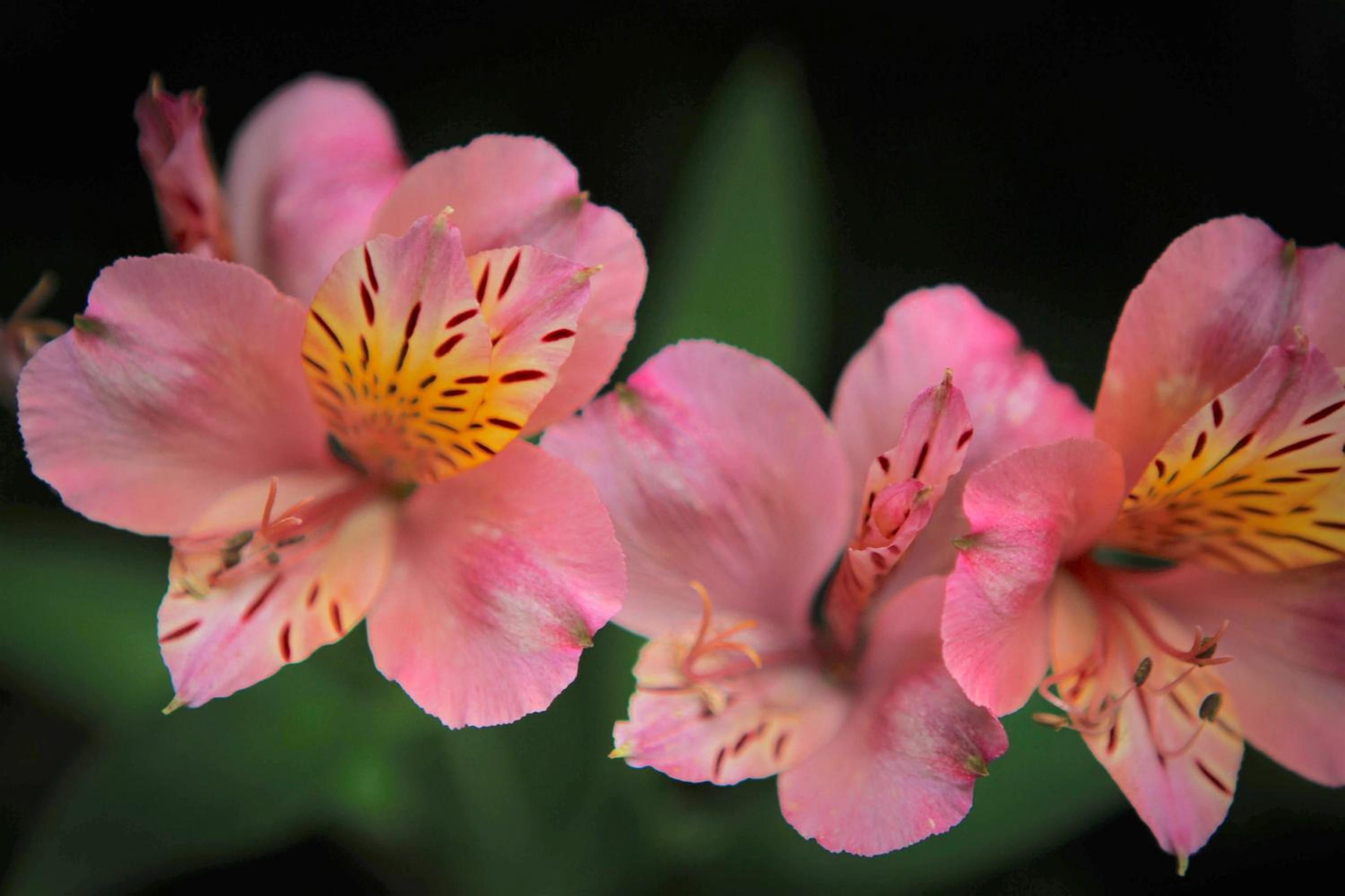 Photo 40