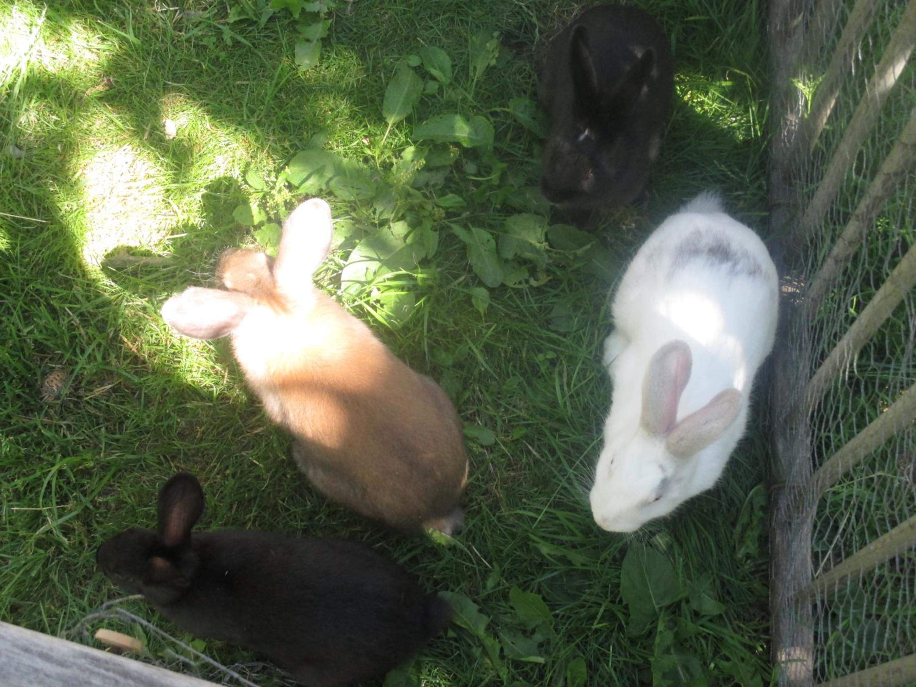 Photo 45