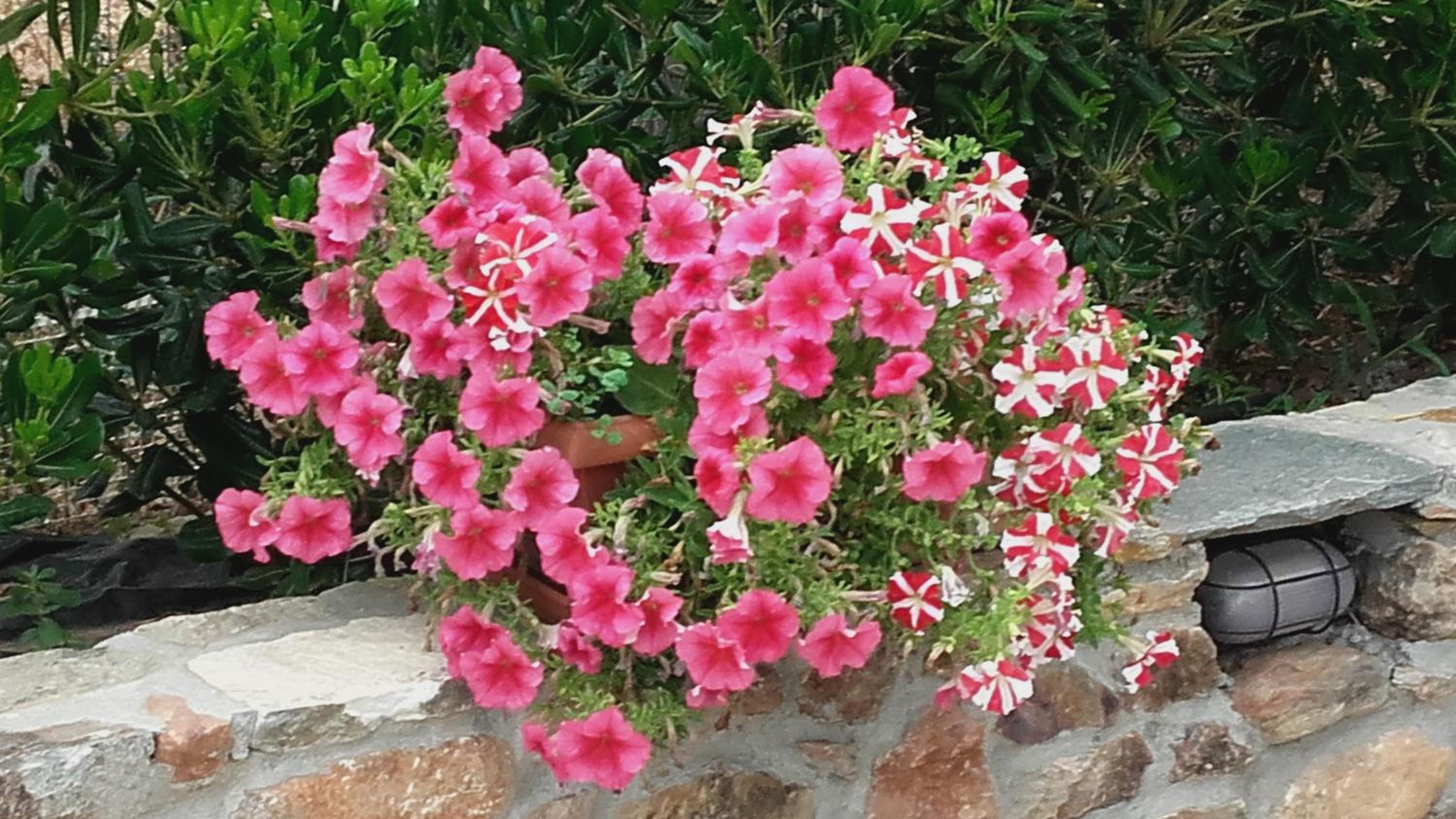 Studios Elianthos