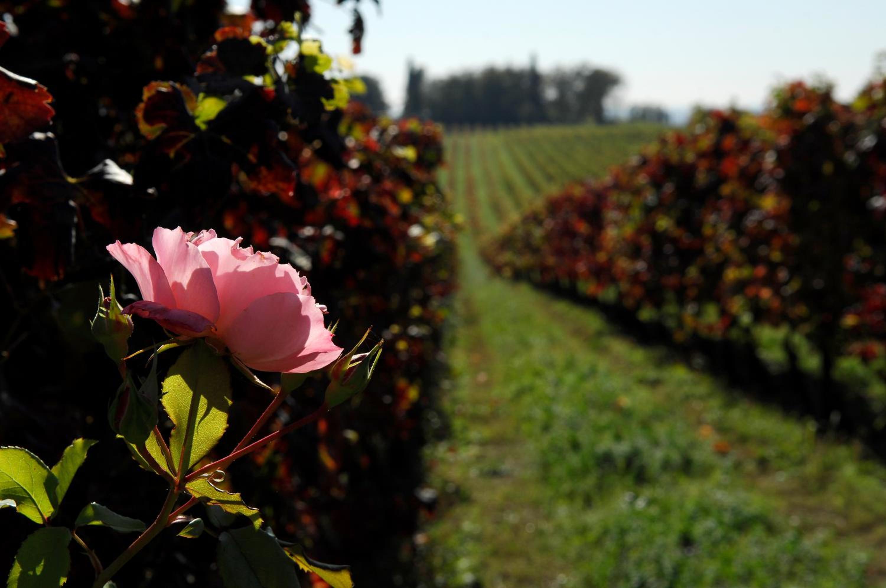 Musella Winery & Relais