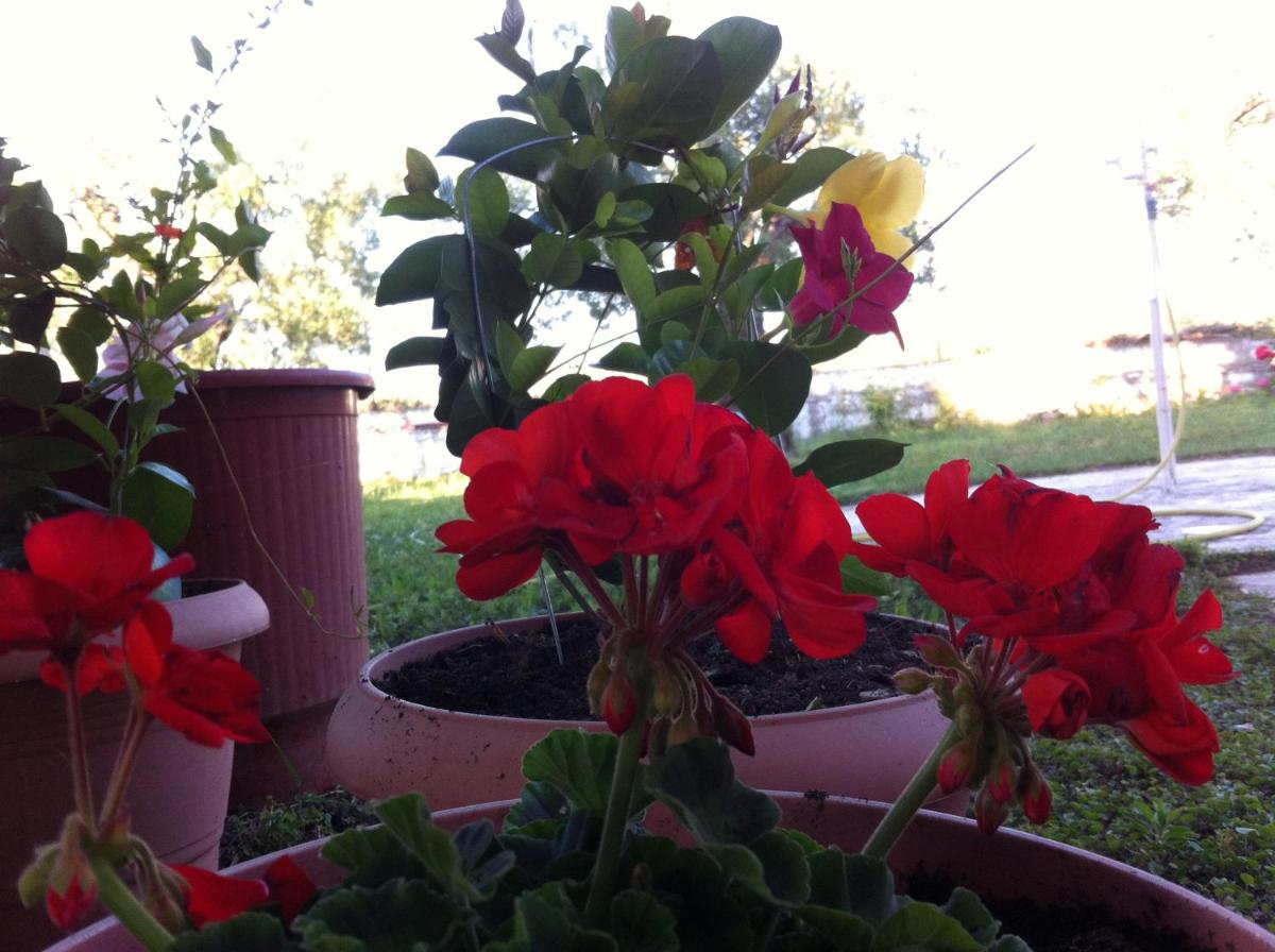 Photo 45
