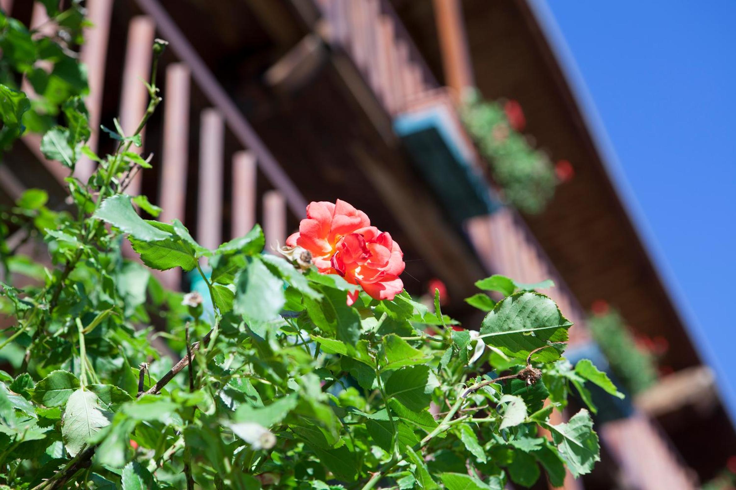Le Rosier B&B e Appartamento