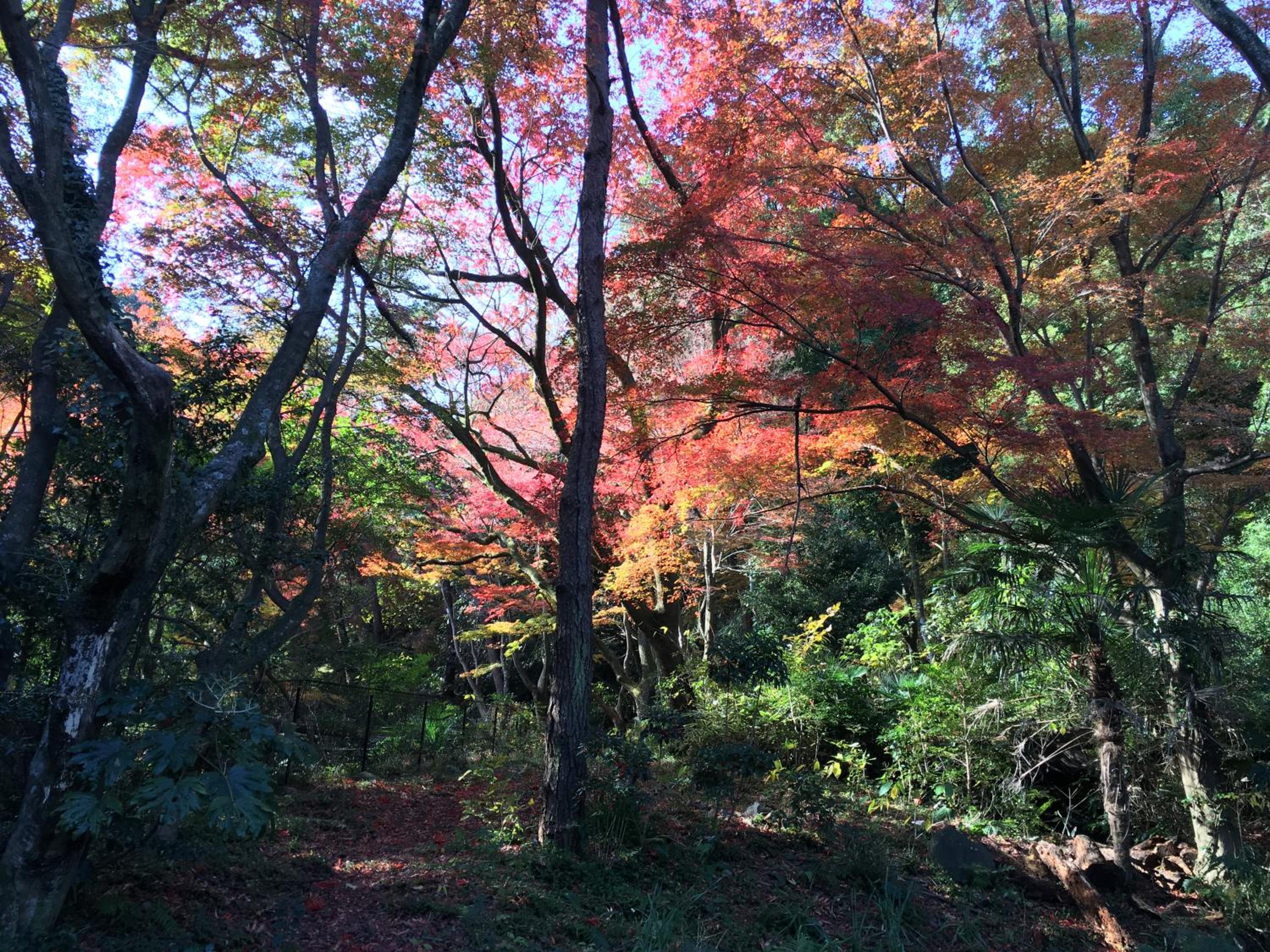 Izuajiro-onsen Shoufuen