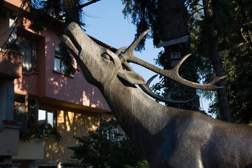 Guest House Elena