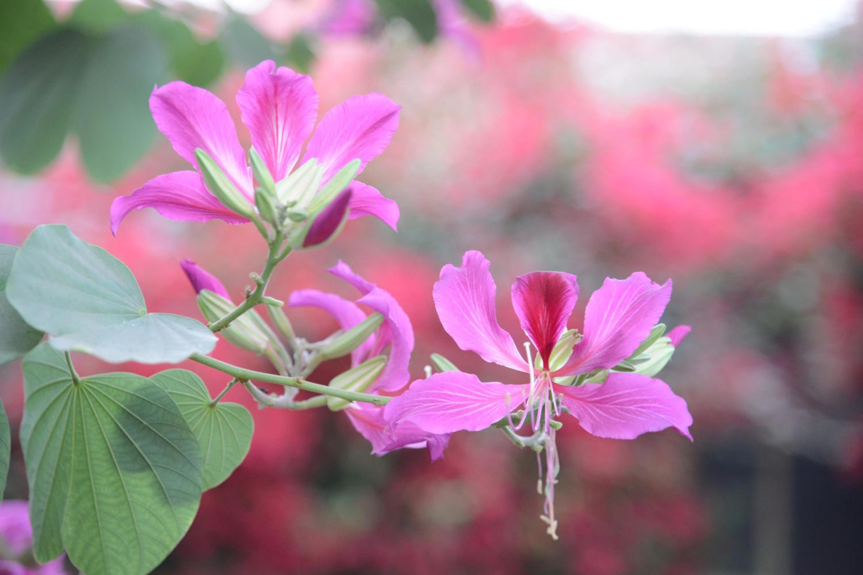 Bikaner Vacations - Hotel Jaswant Bhawan - Property Image 28