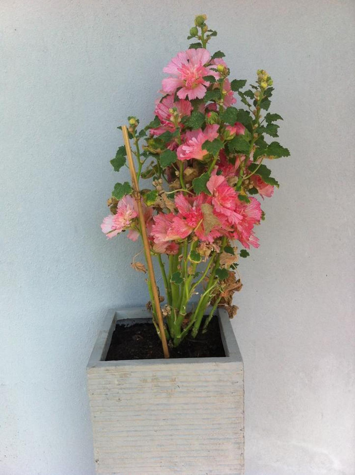 Photo 44
