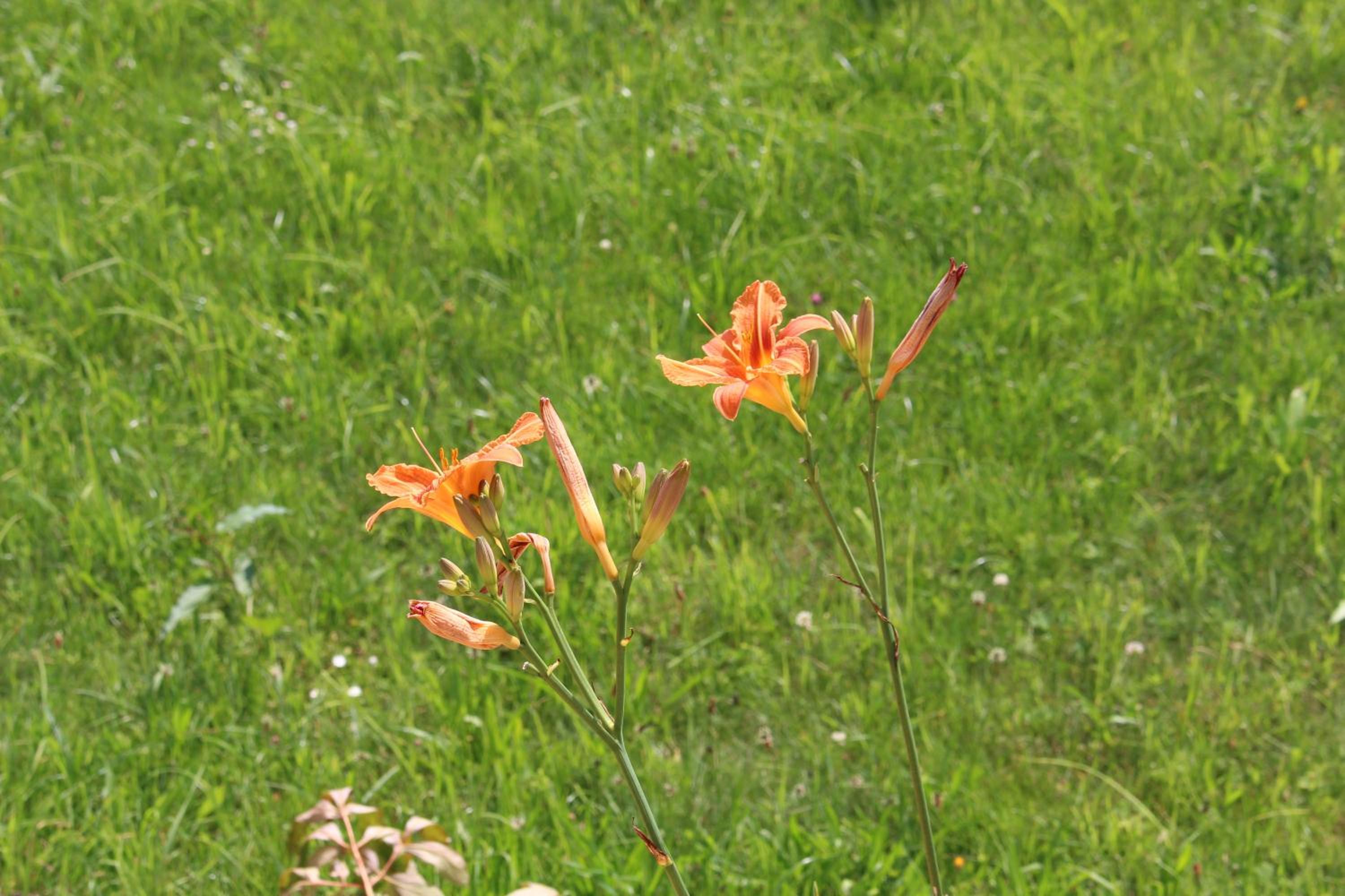 Photo 29