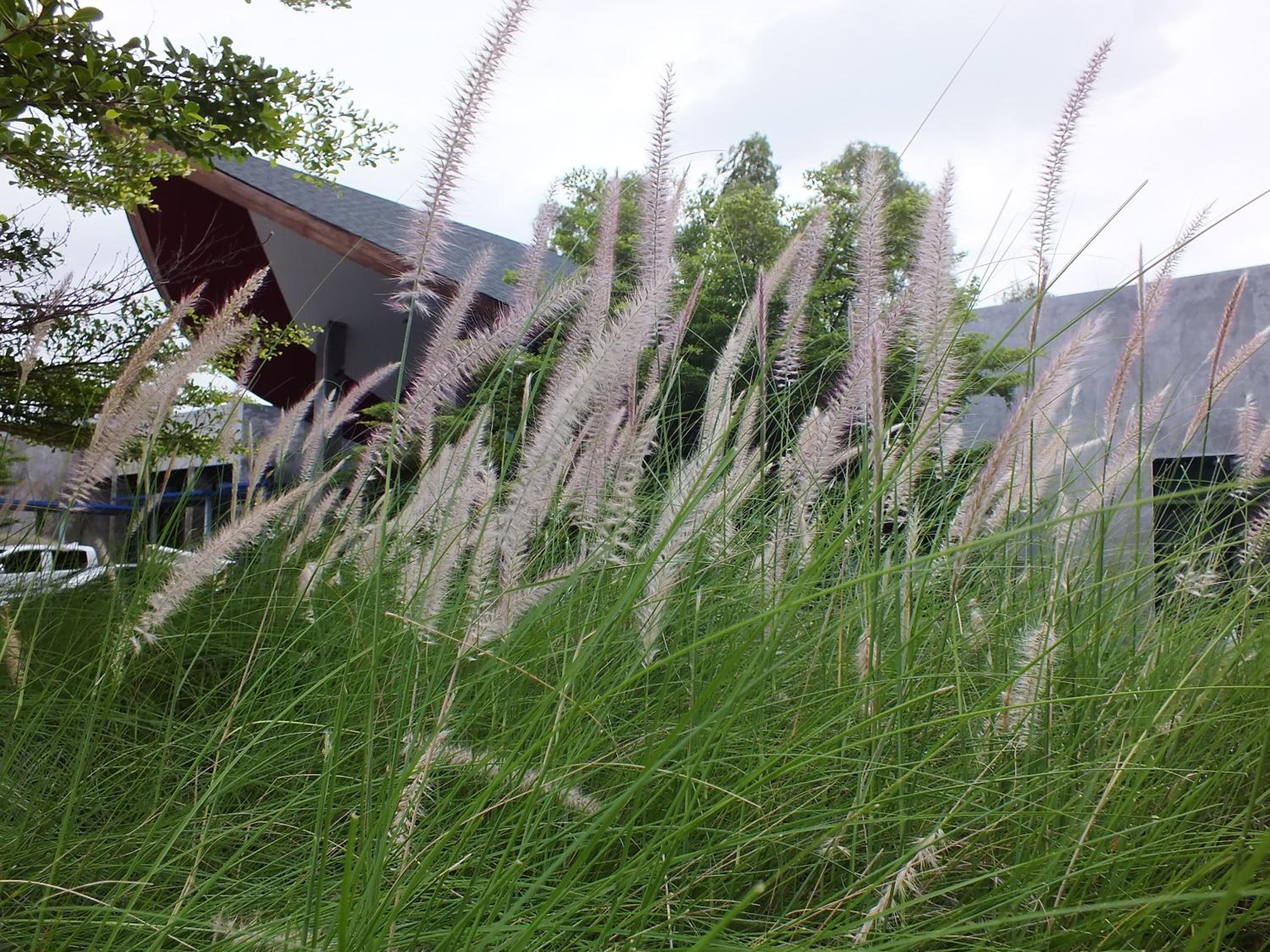Hub de Leaf @ Rayong