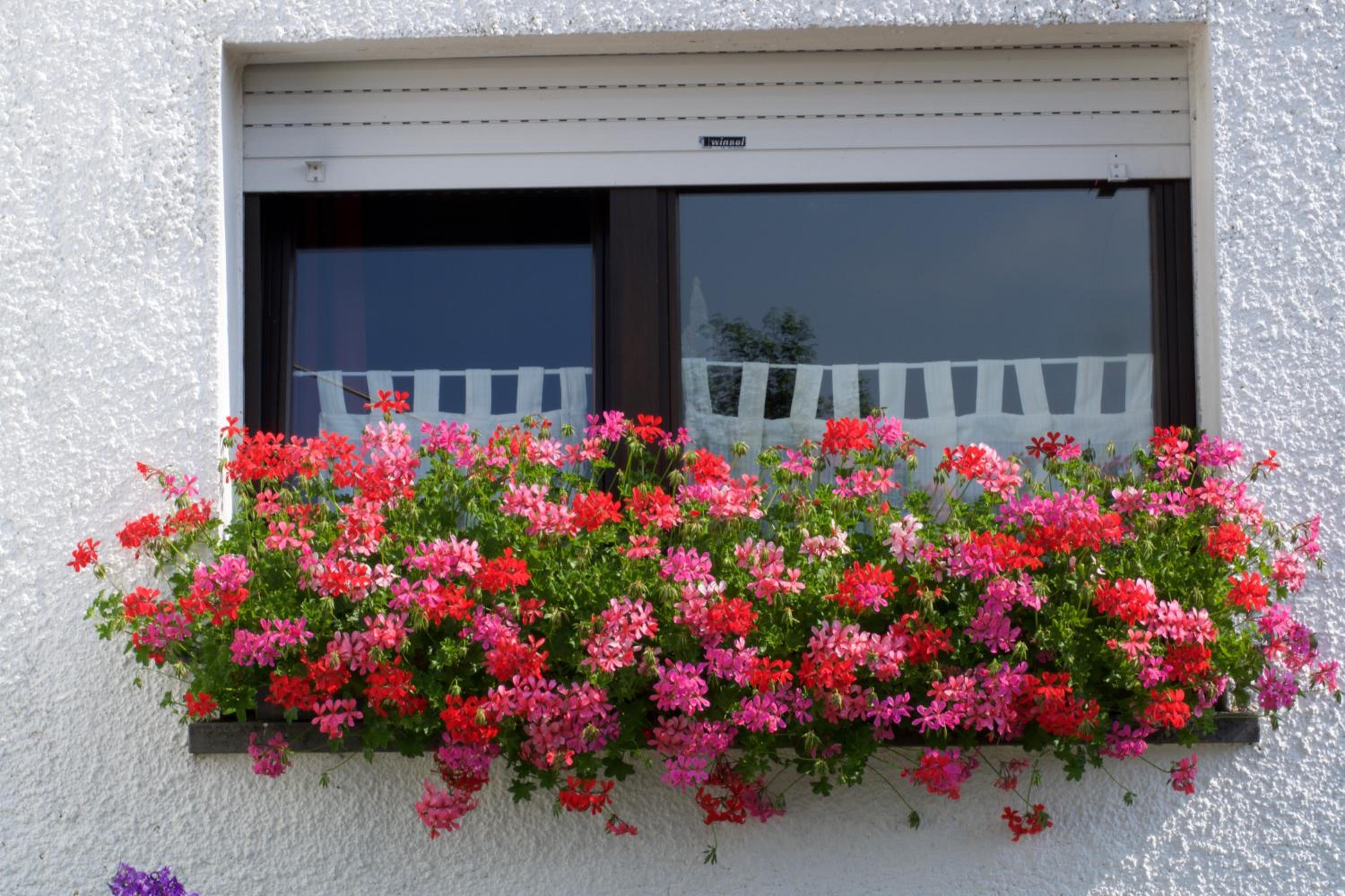B&B De Eifelhoeve