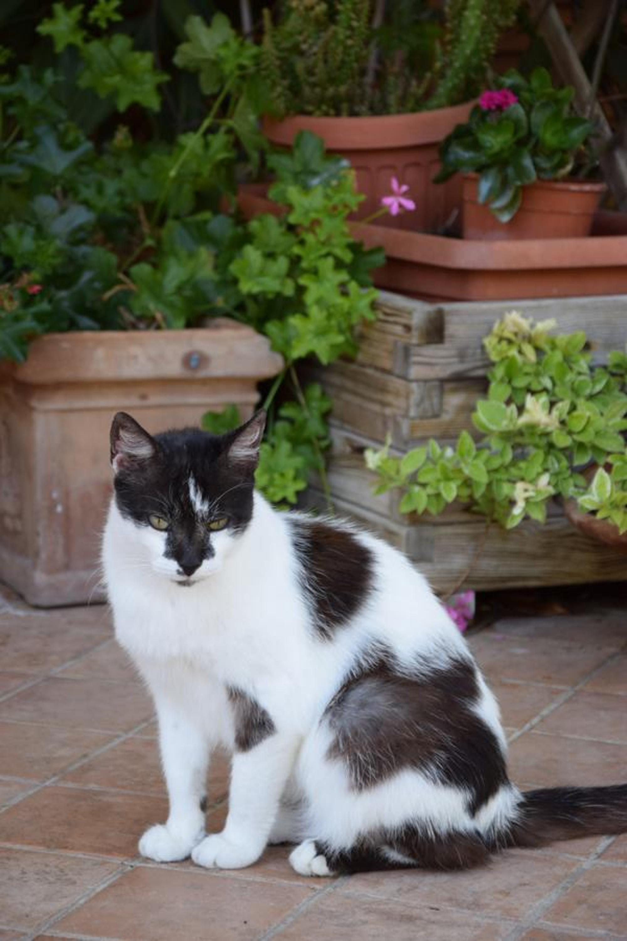 La Casa Nell'Oliveto Bed & Breakfast photo 5