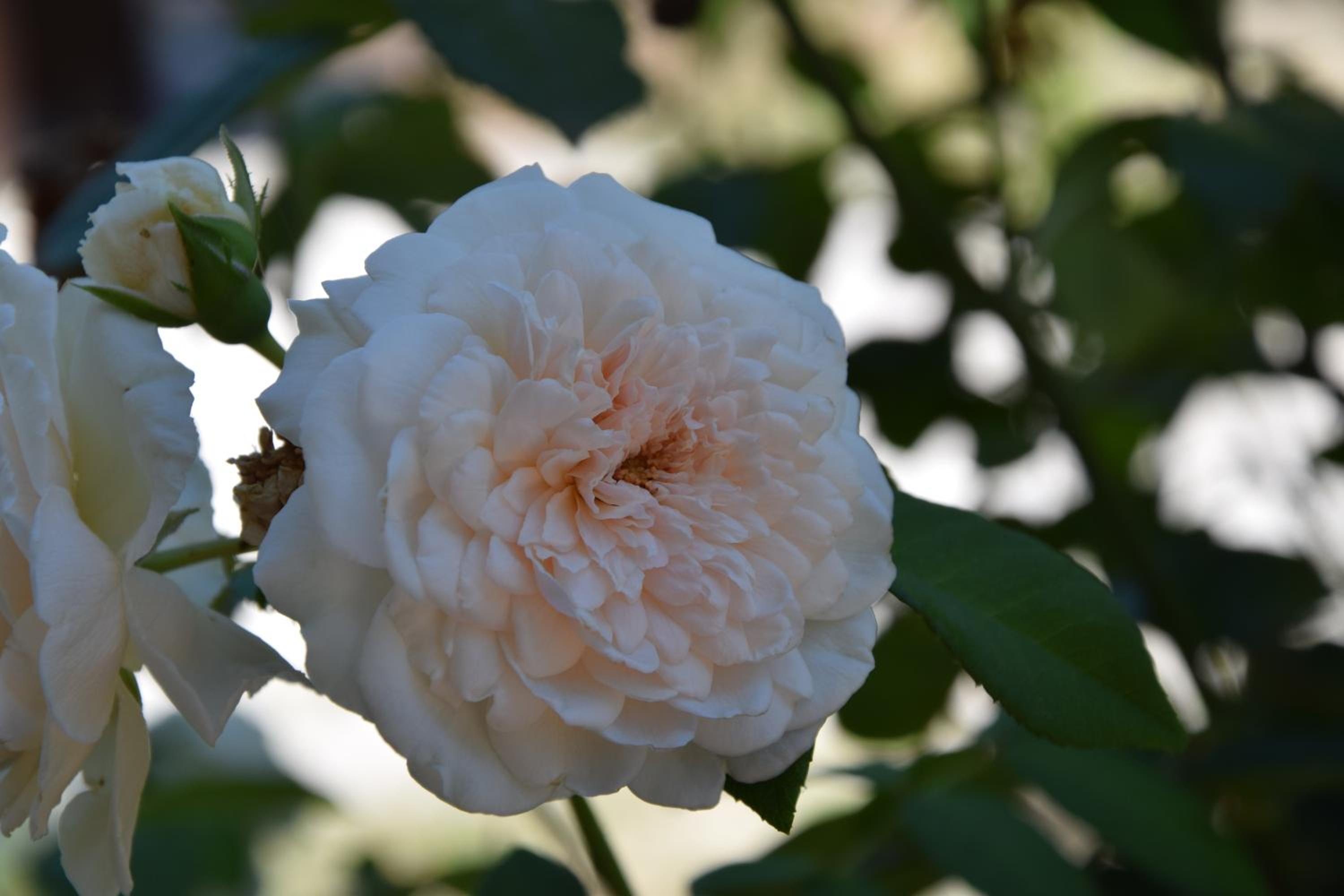 La Casa Nell'Oliveto Bed & Breakfast photo 4