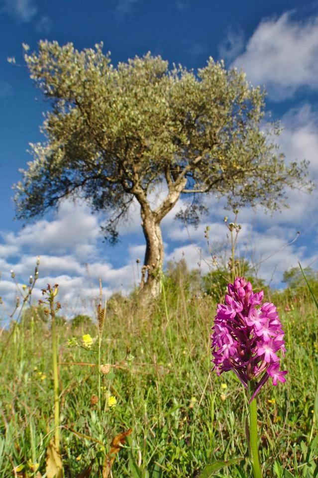 Agriturismo Riparossa