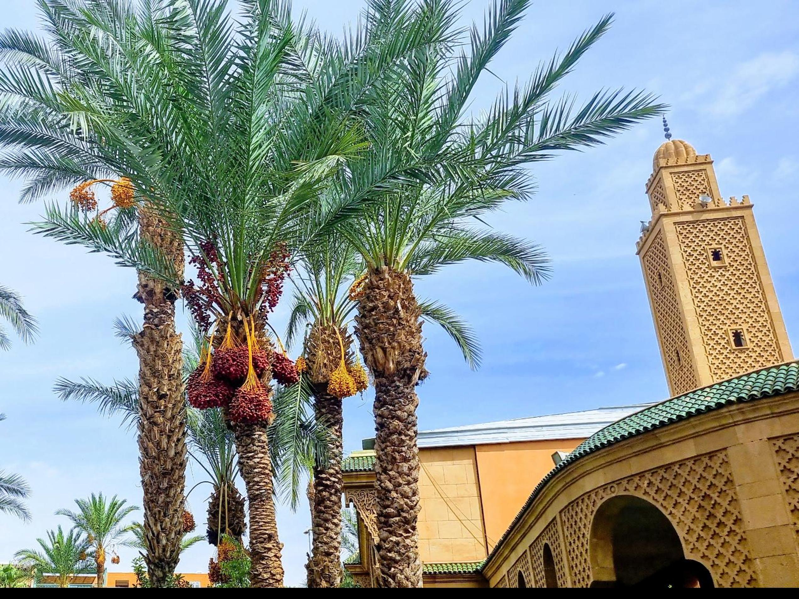 Riad 49 G26