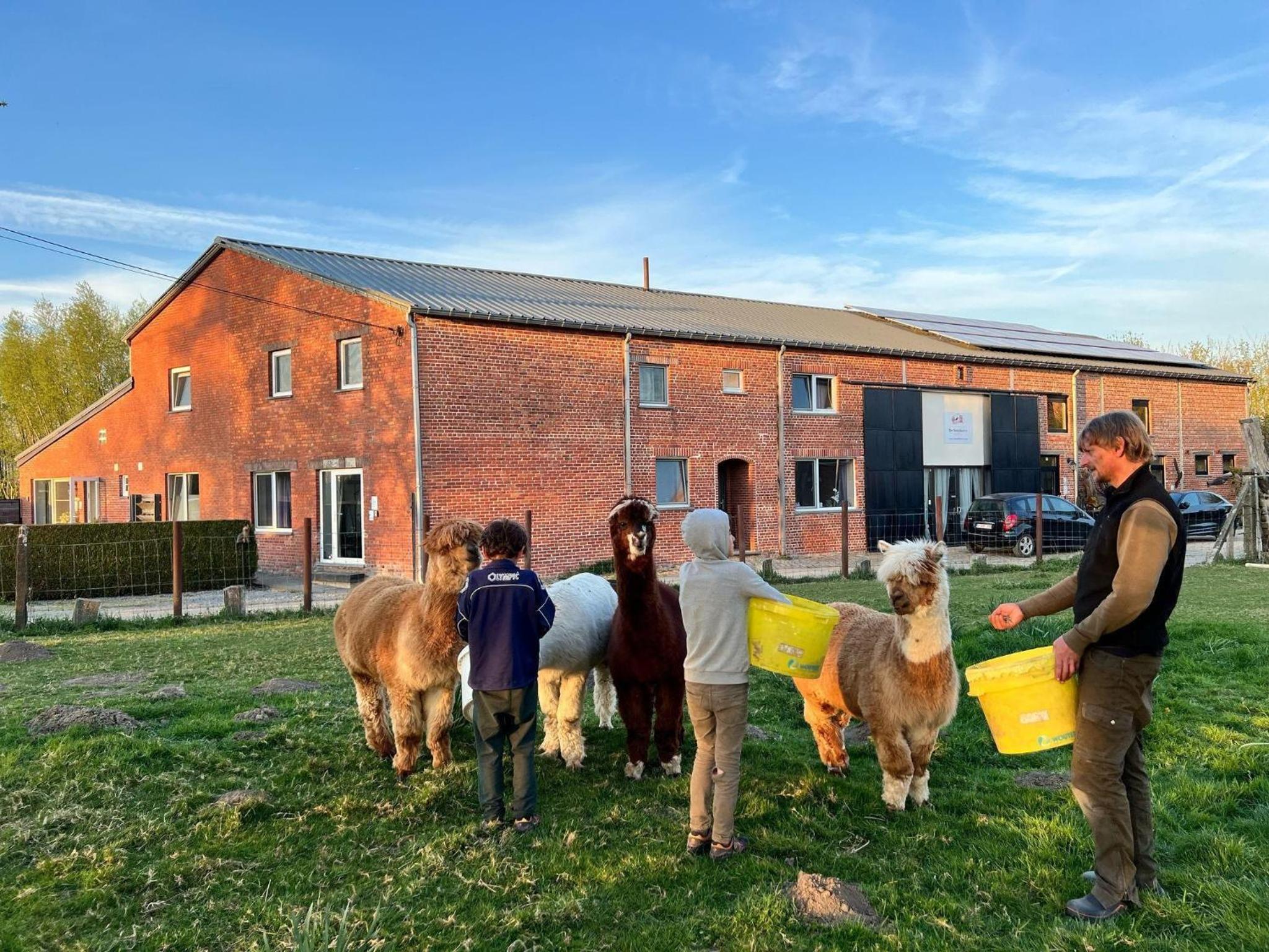 Apartment with a view of alpacas