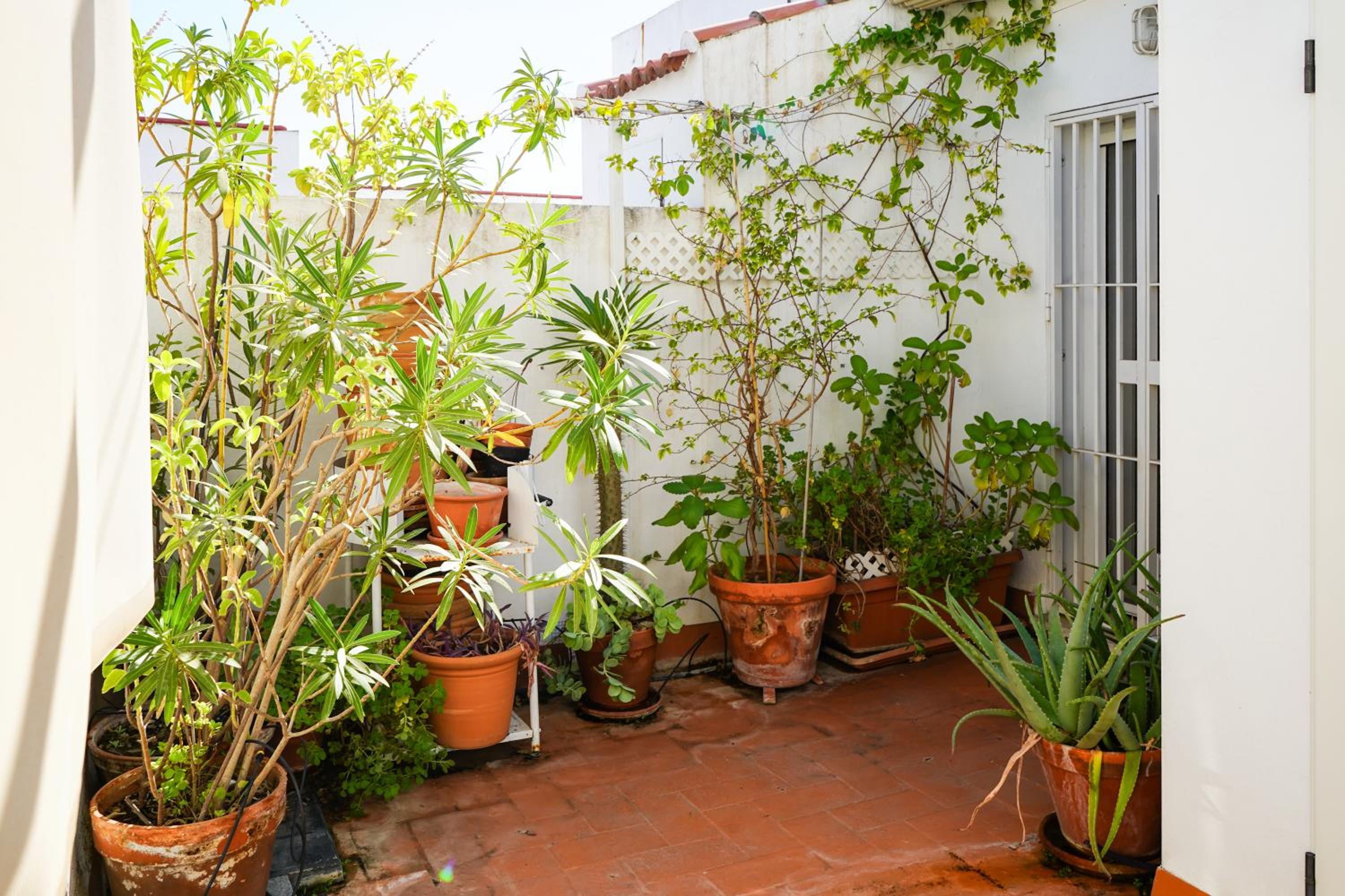 Alohamundi San Basilio II