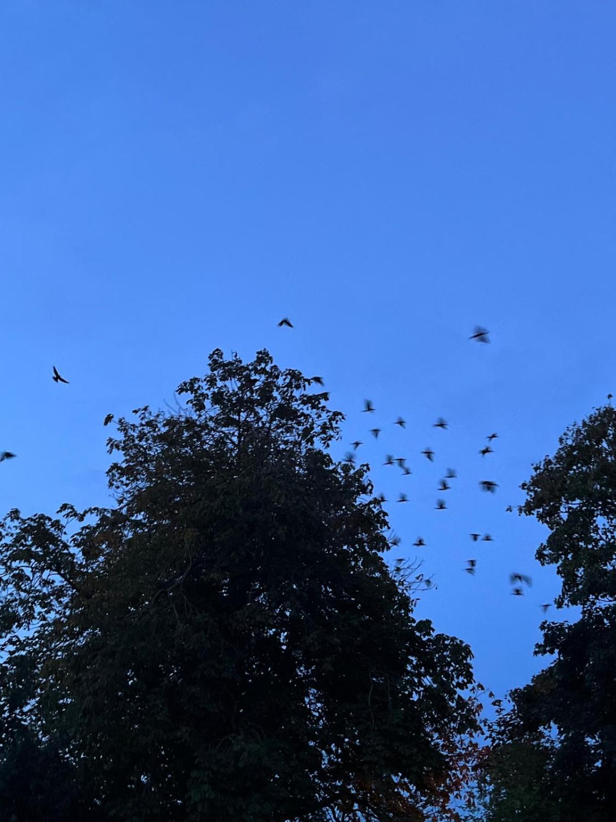 Sunset Retreat Cabin, Private Hot Tub with Mini Cinema Projector & Garden views