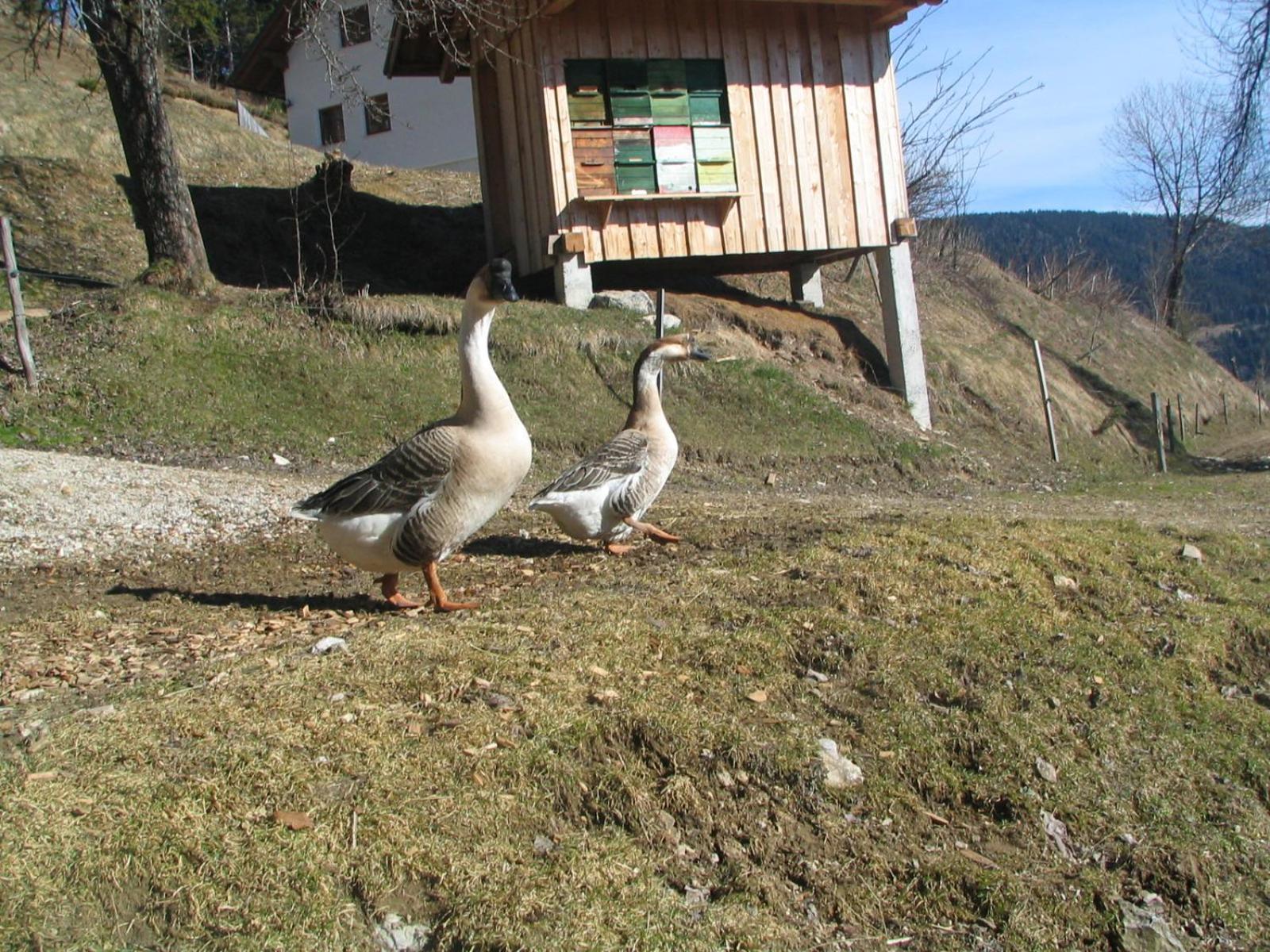 Photo 36