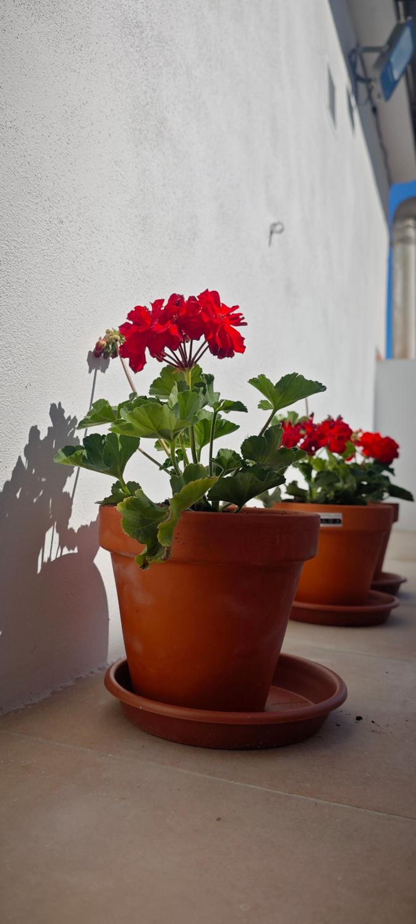 La Casa de Antonina