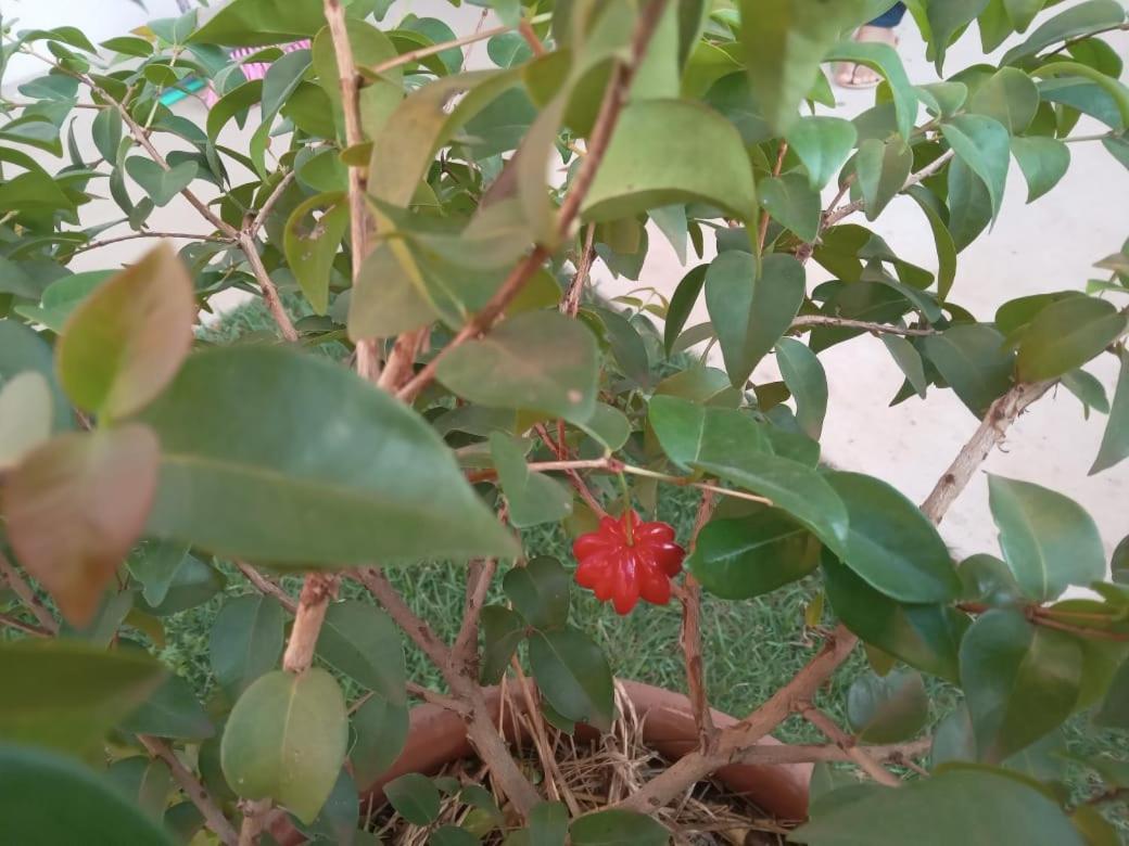 Garden House Canastra