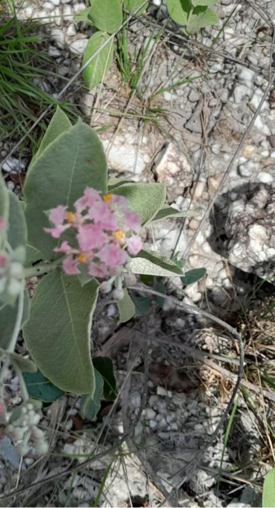 Garden House Canastra