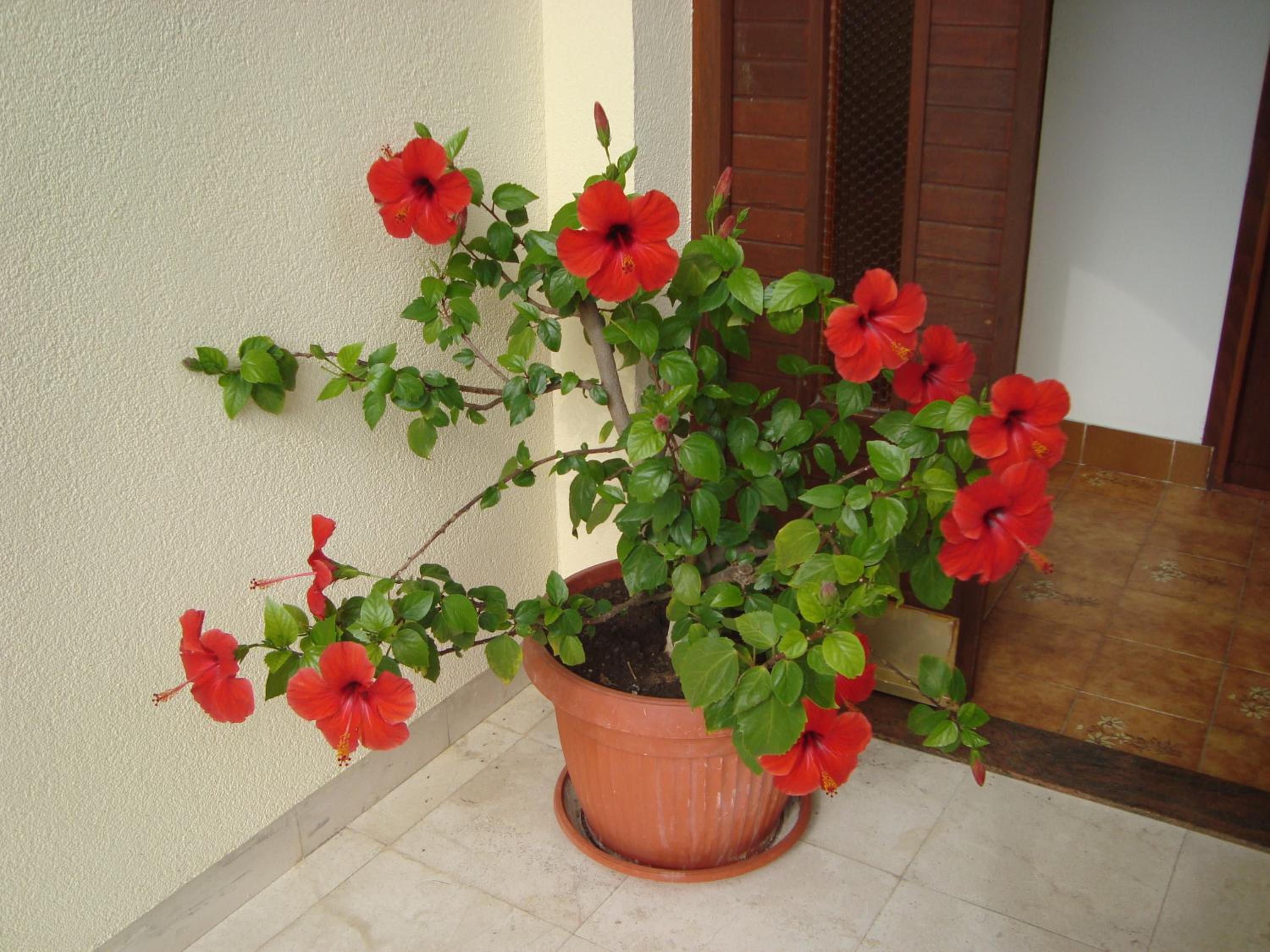 Apartment Adela