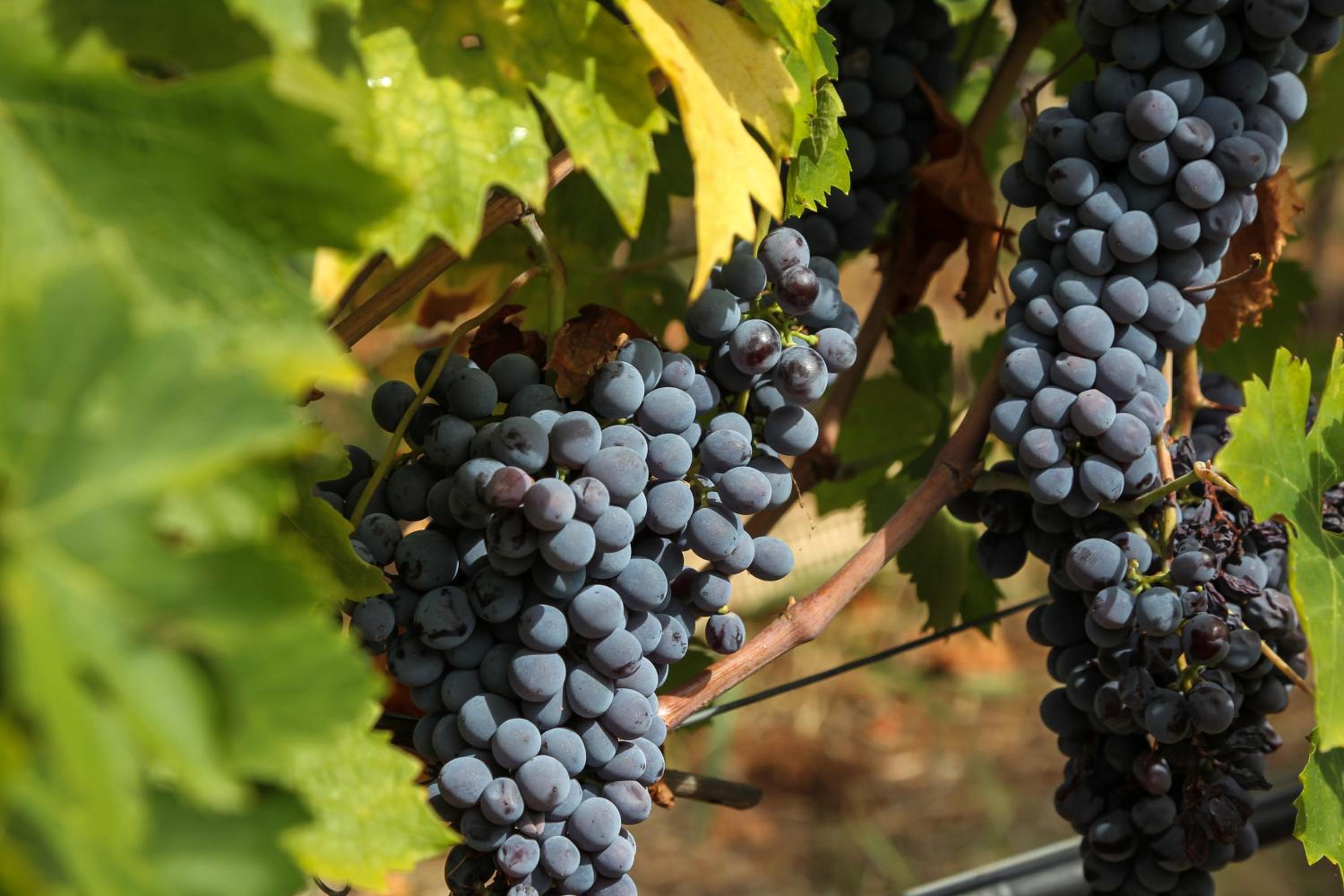 Musella Winery & Relais