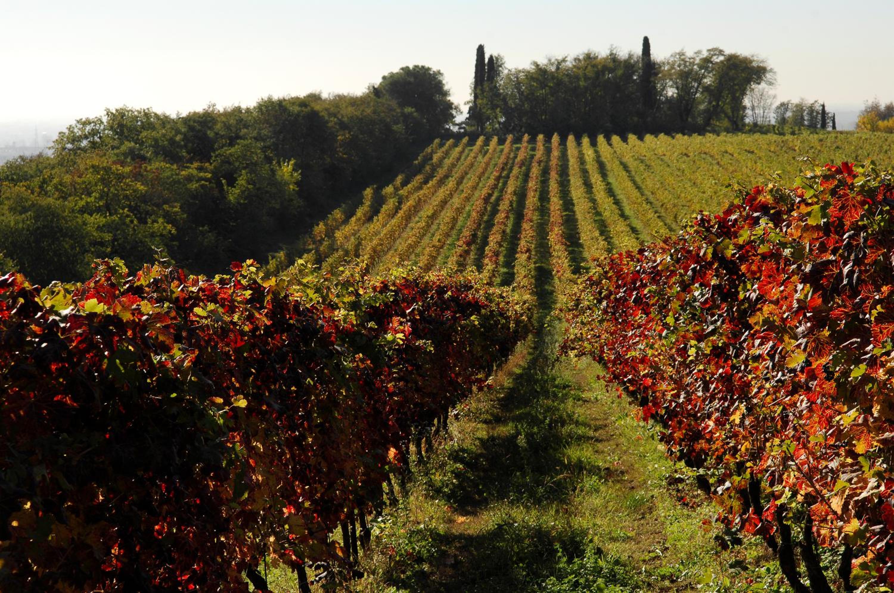 Musella Winery & Relais