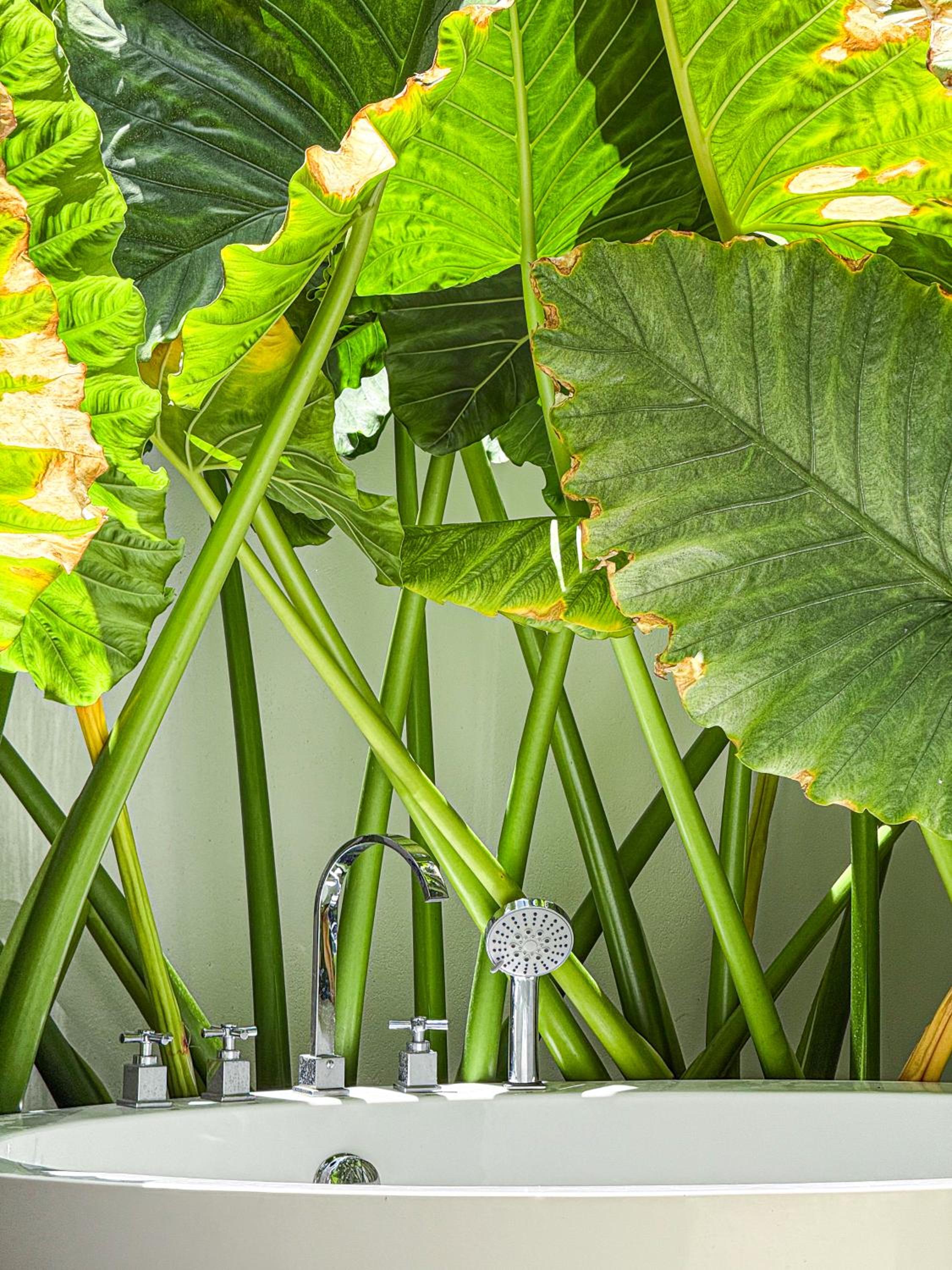 Tropicana Villas Maldives