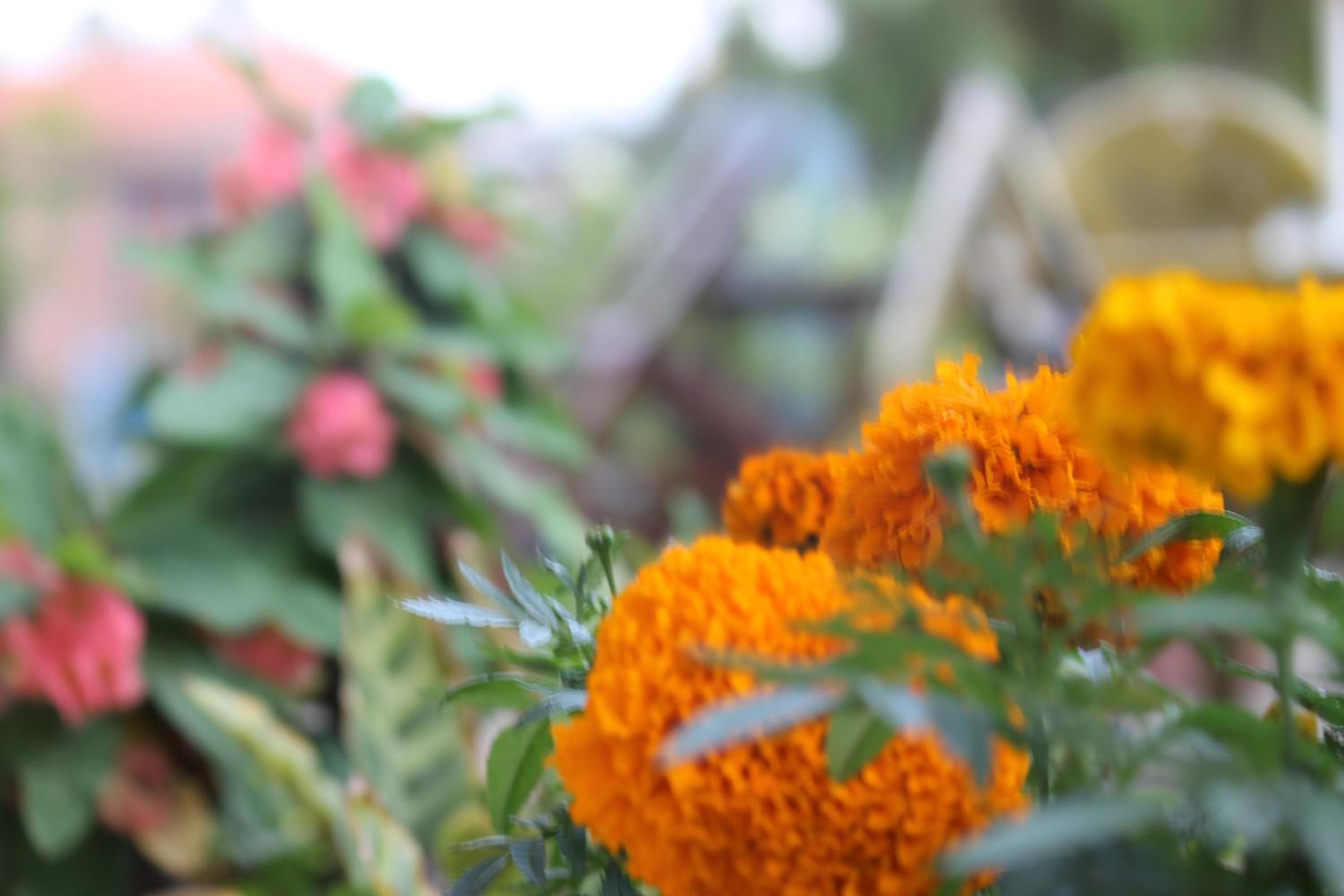 Mount Annapurna Guest House