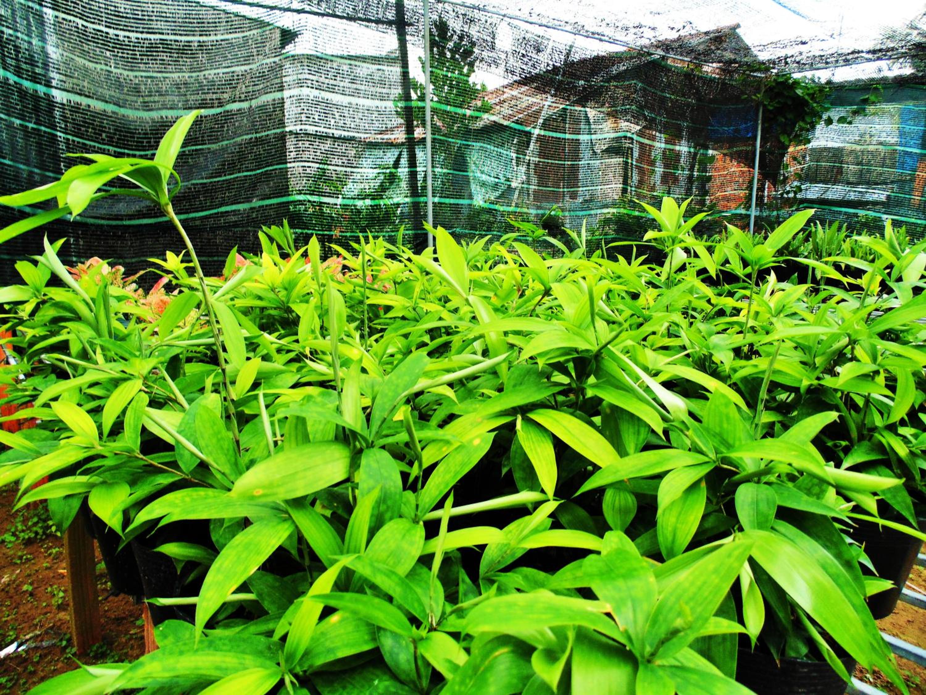 Flower & Frog Homestay