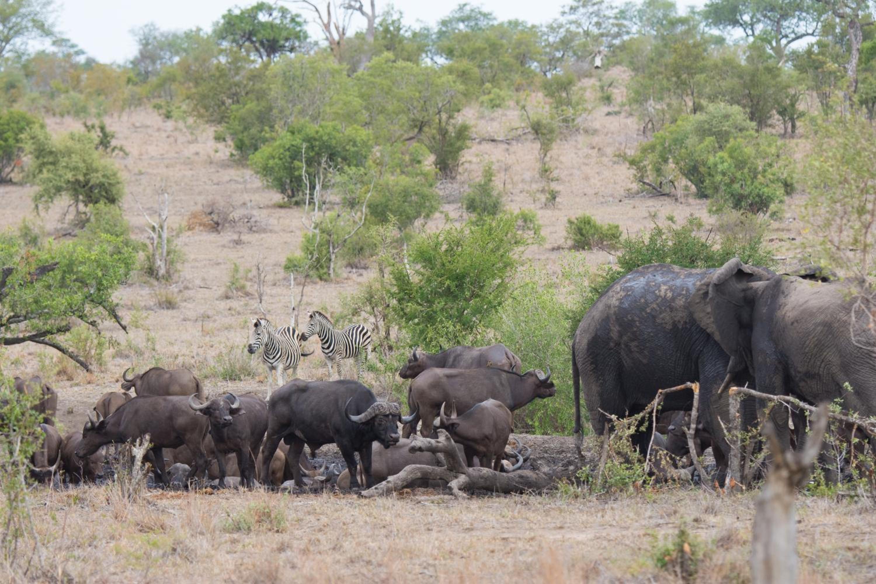 Buffelshoek Tented Camp