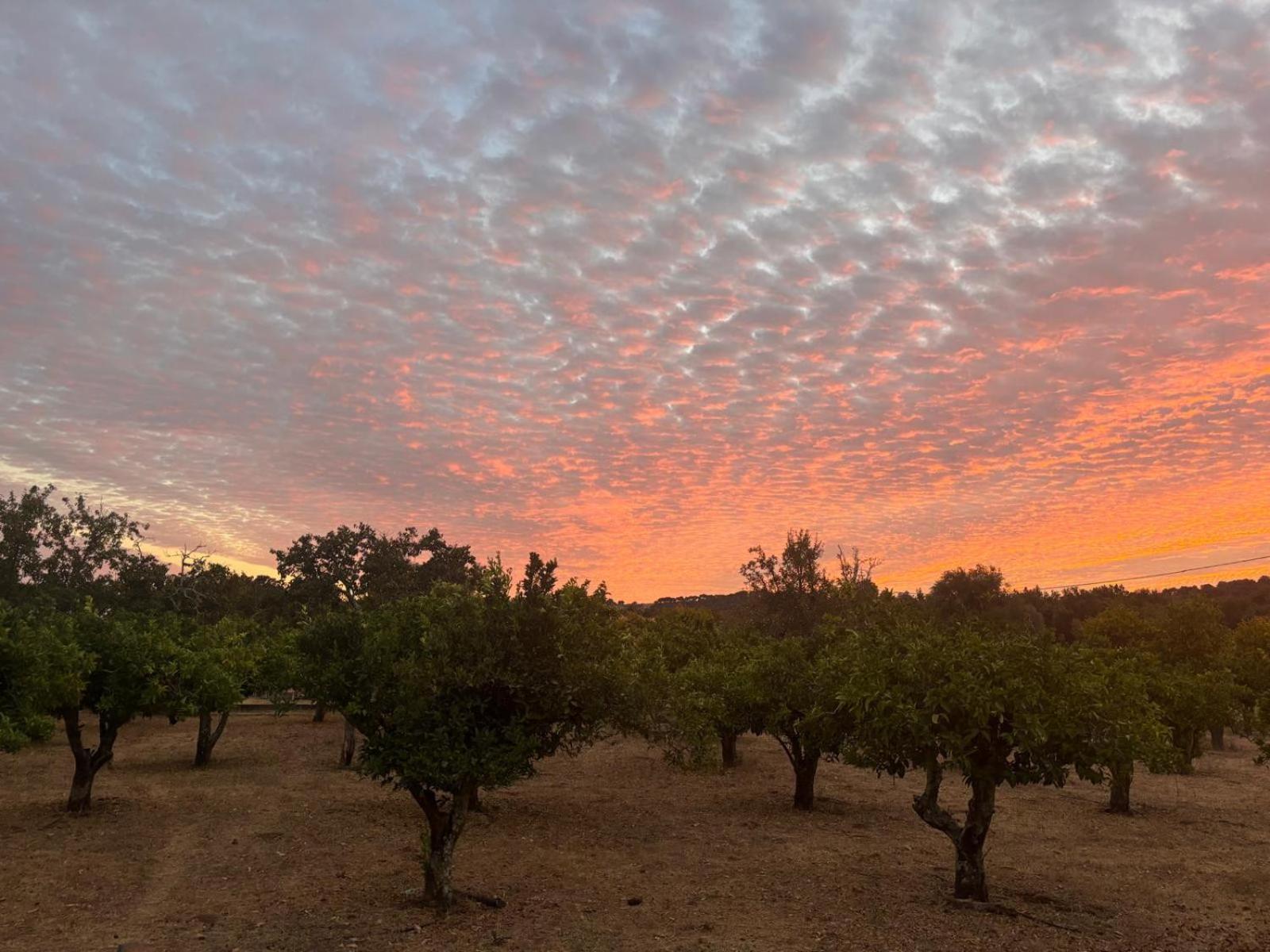 Casa Bungavilia - Roots of Alentejo