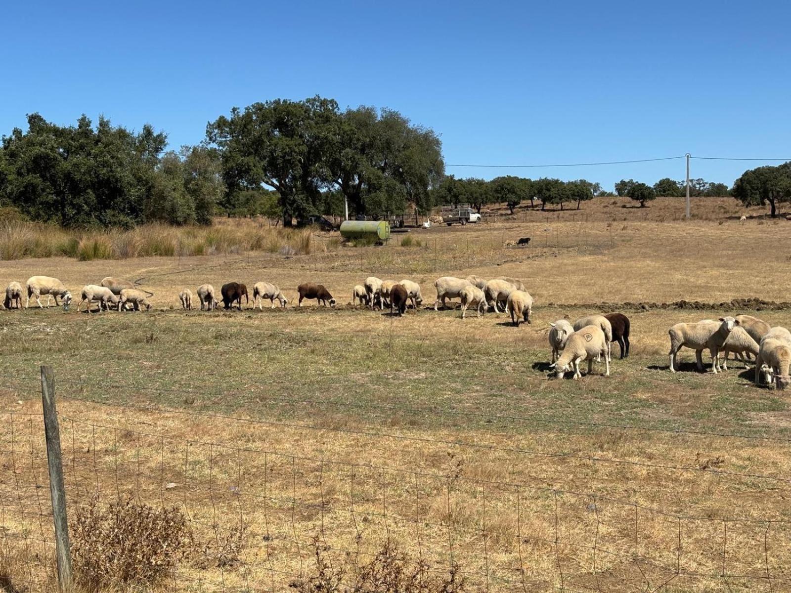 Casa Bungavilia - Roots of Alentejo