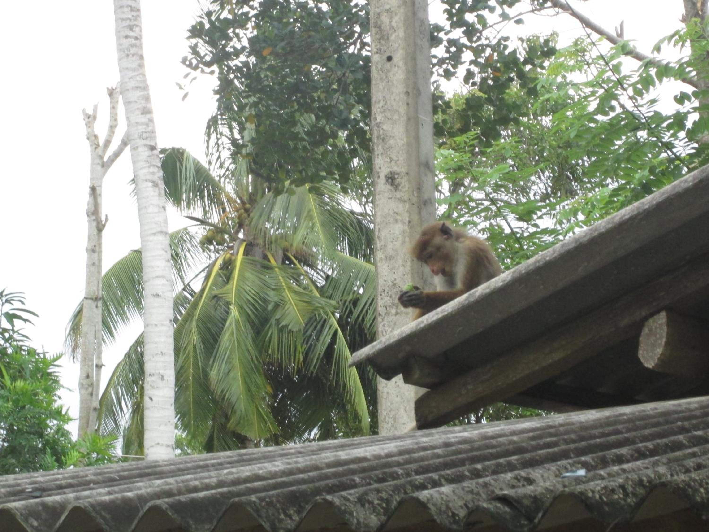 Nature Inn