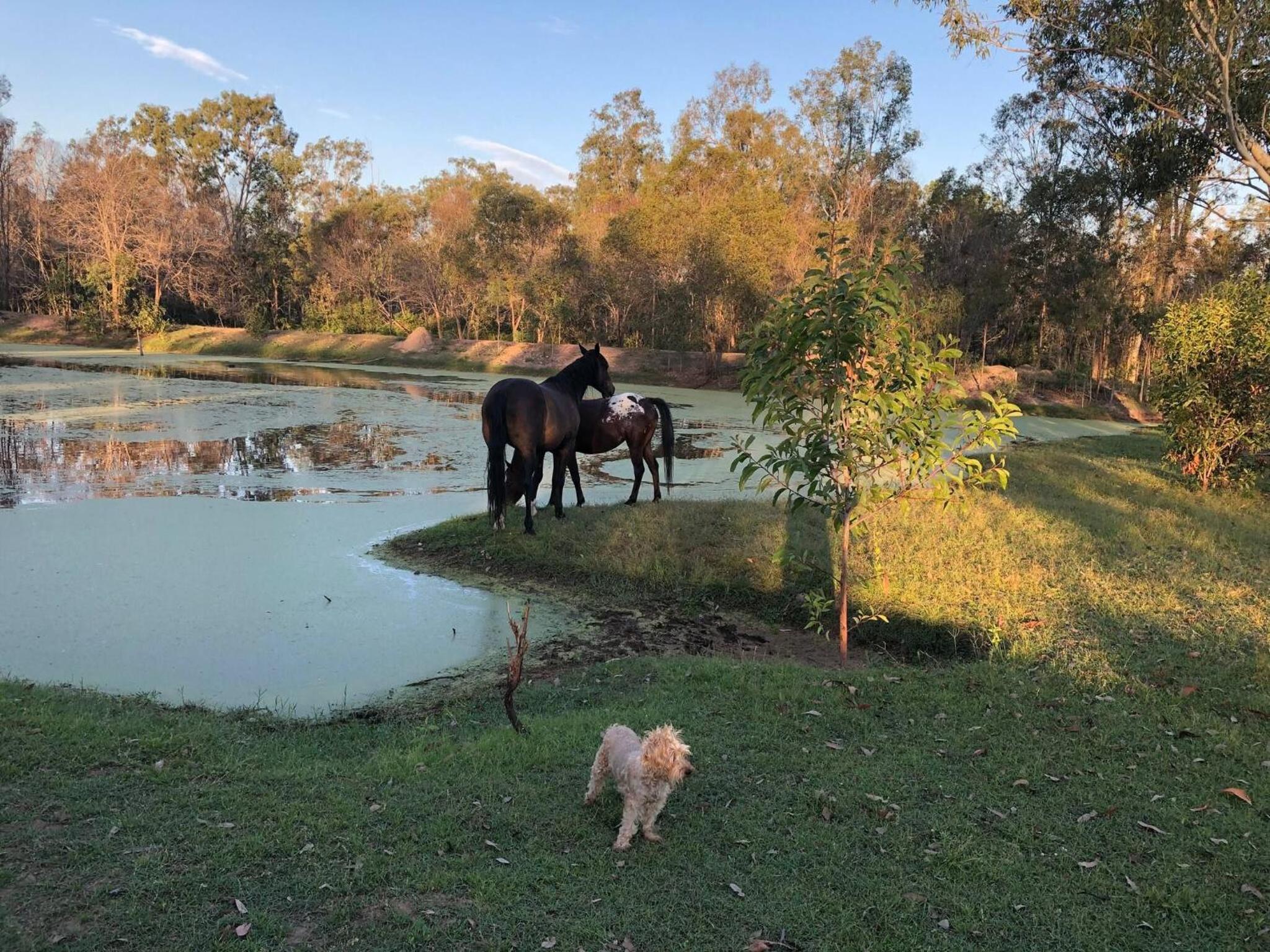 Seehorse Meadows, a Farm Stay in Churchable