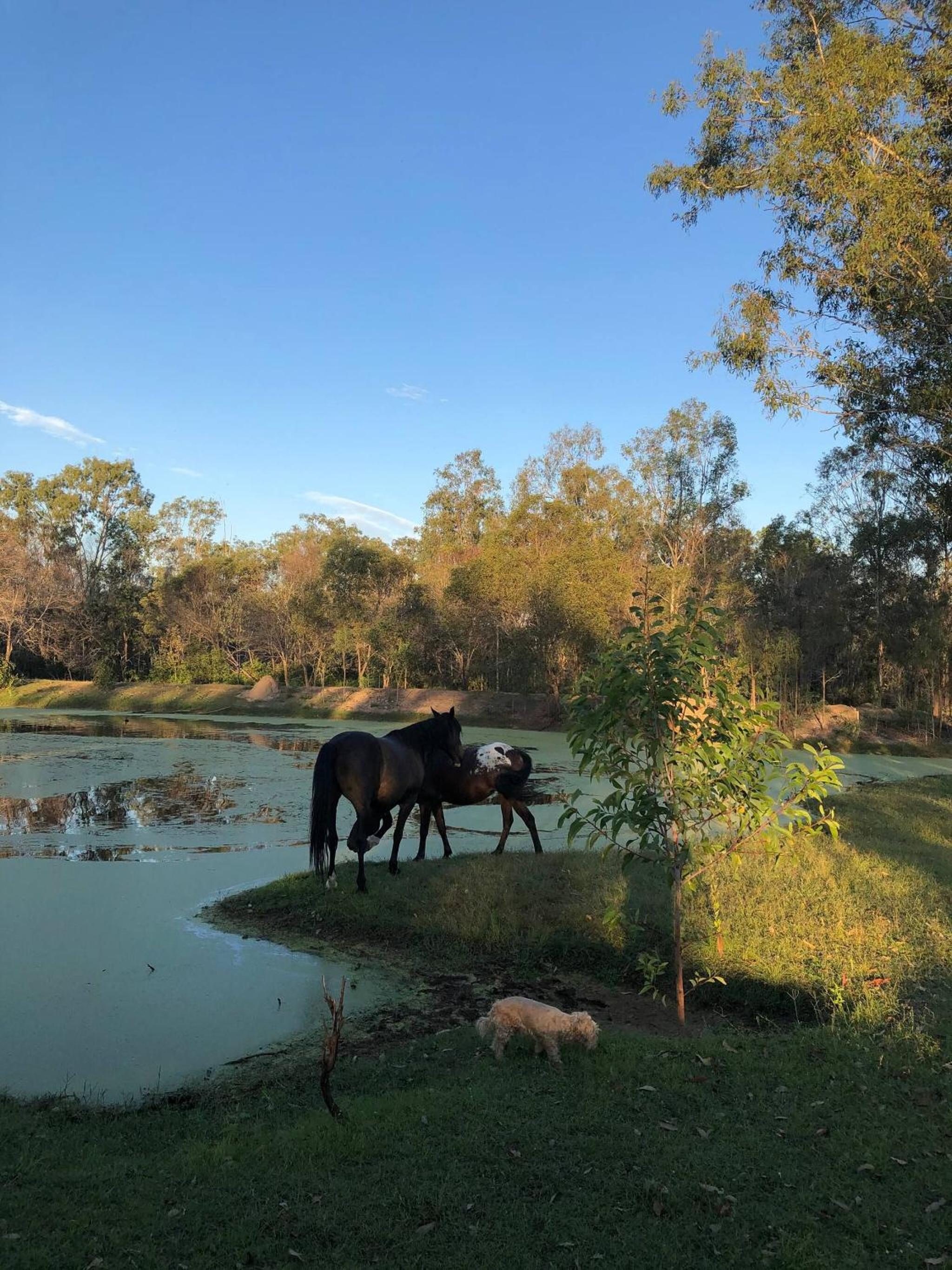Seehorse Meadows, a Farm Stay in Churchable