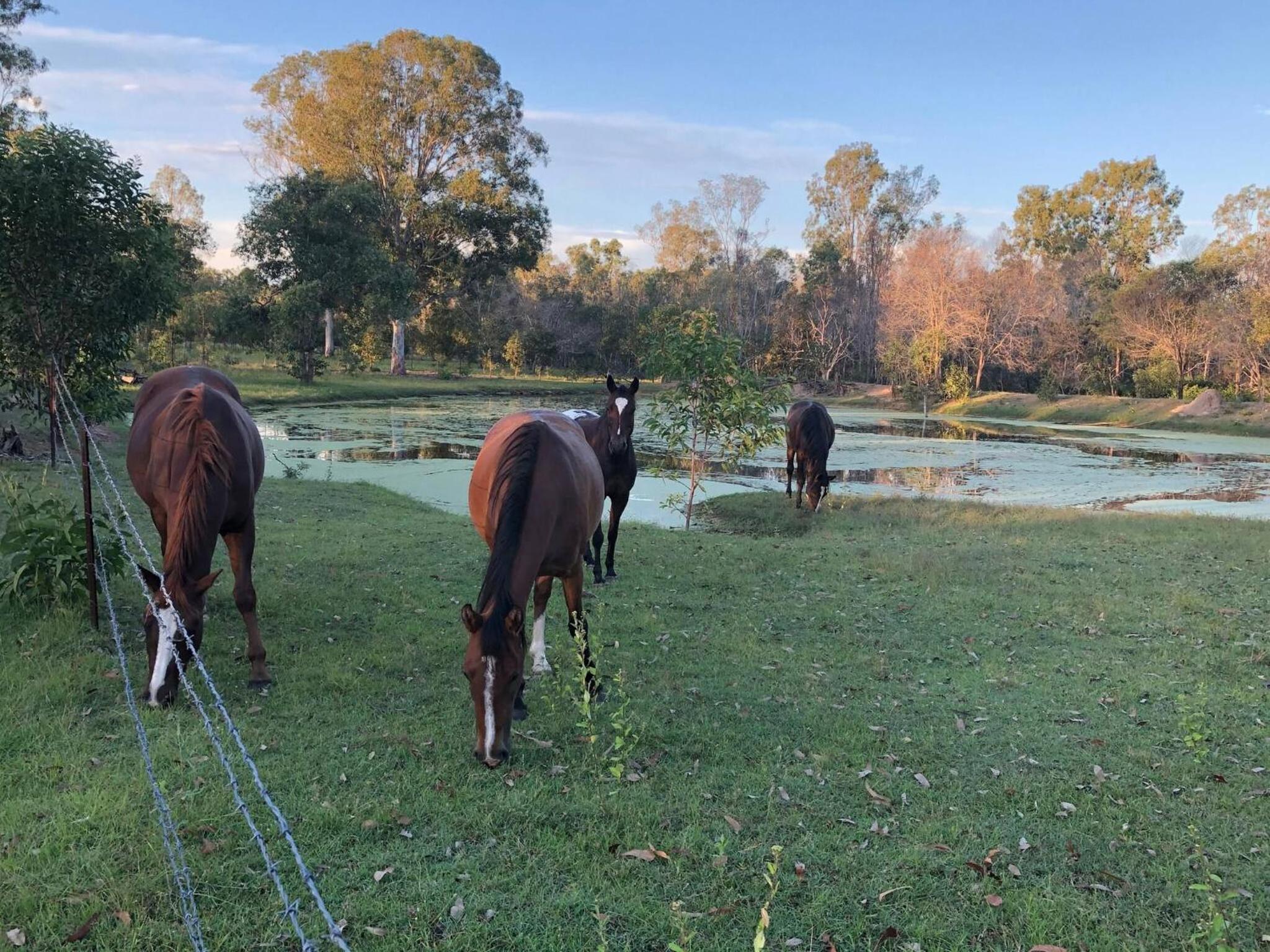 Seehorse Meadows, a Farm Stay in Churchable