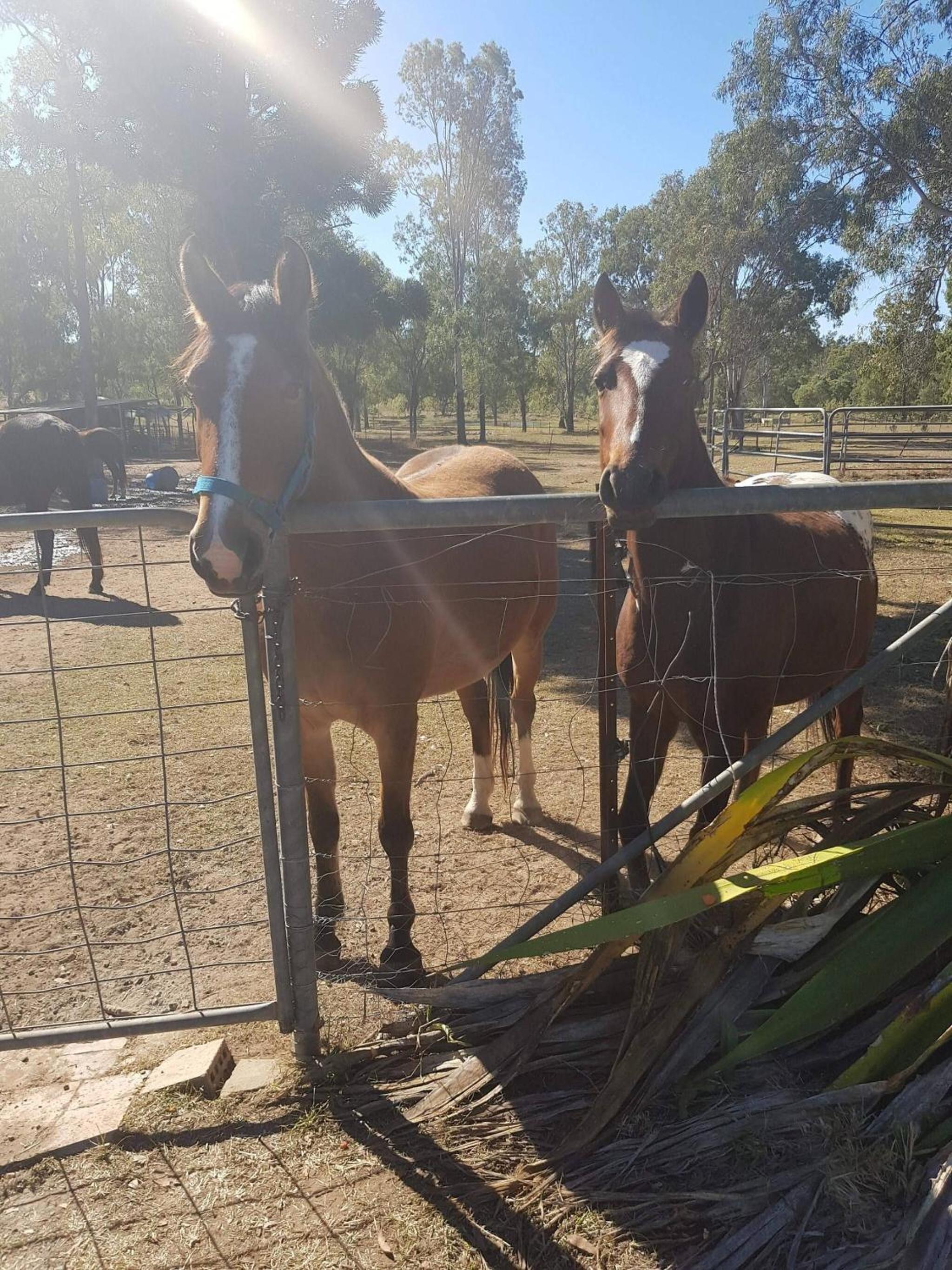 Seehorse Meadows, a Farm Stay in Churchable