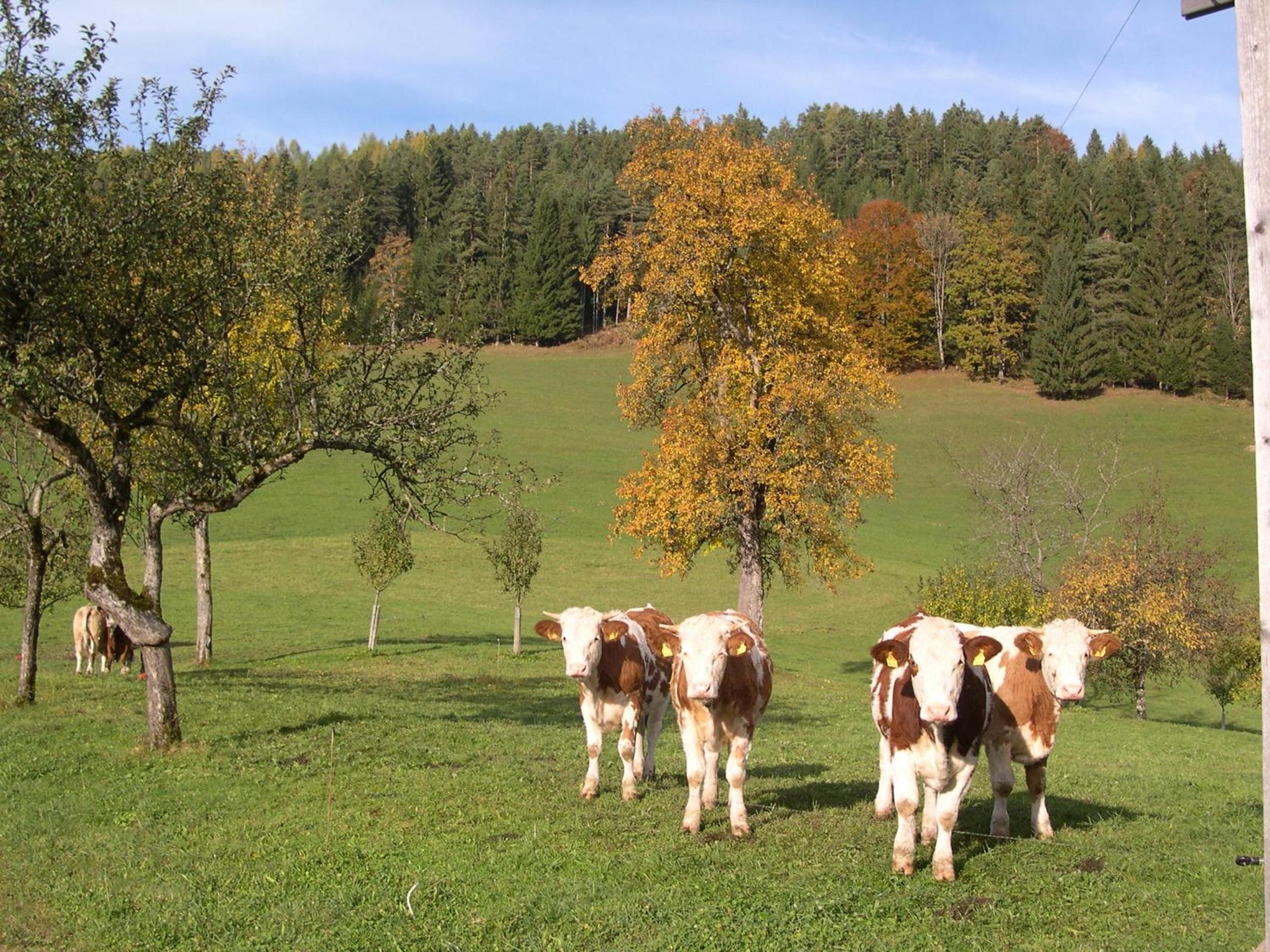 Ferienhaus Lenzau