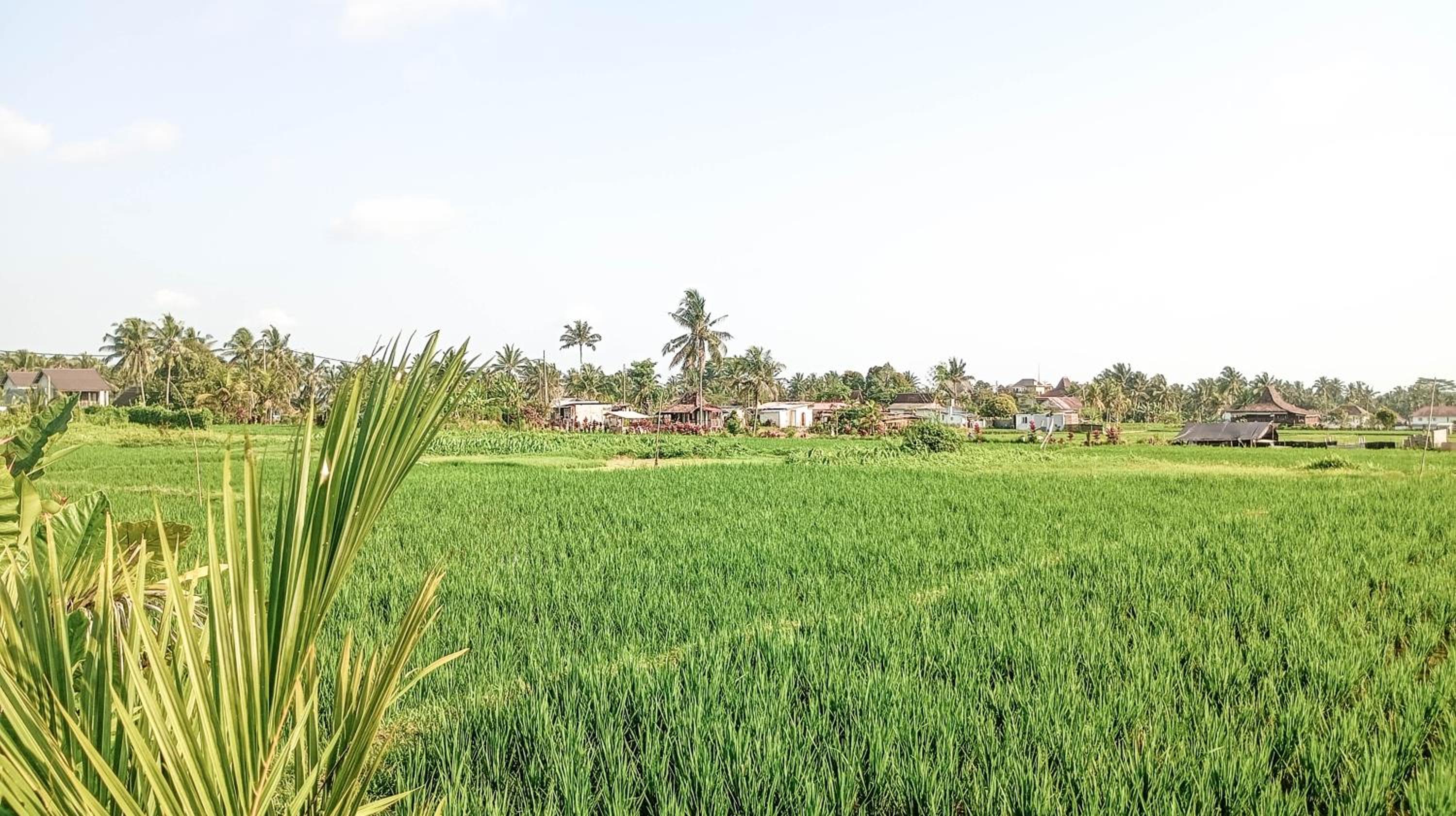 Kubu Cinta Ubud