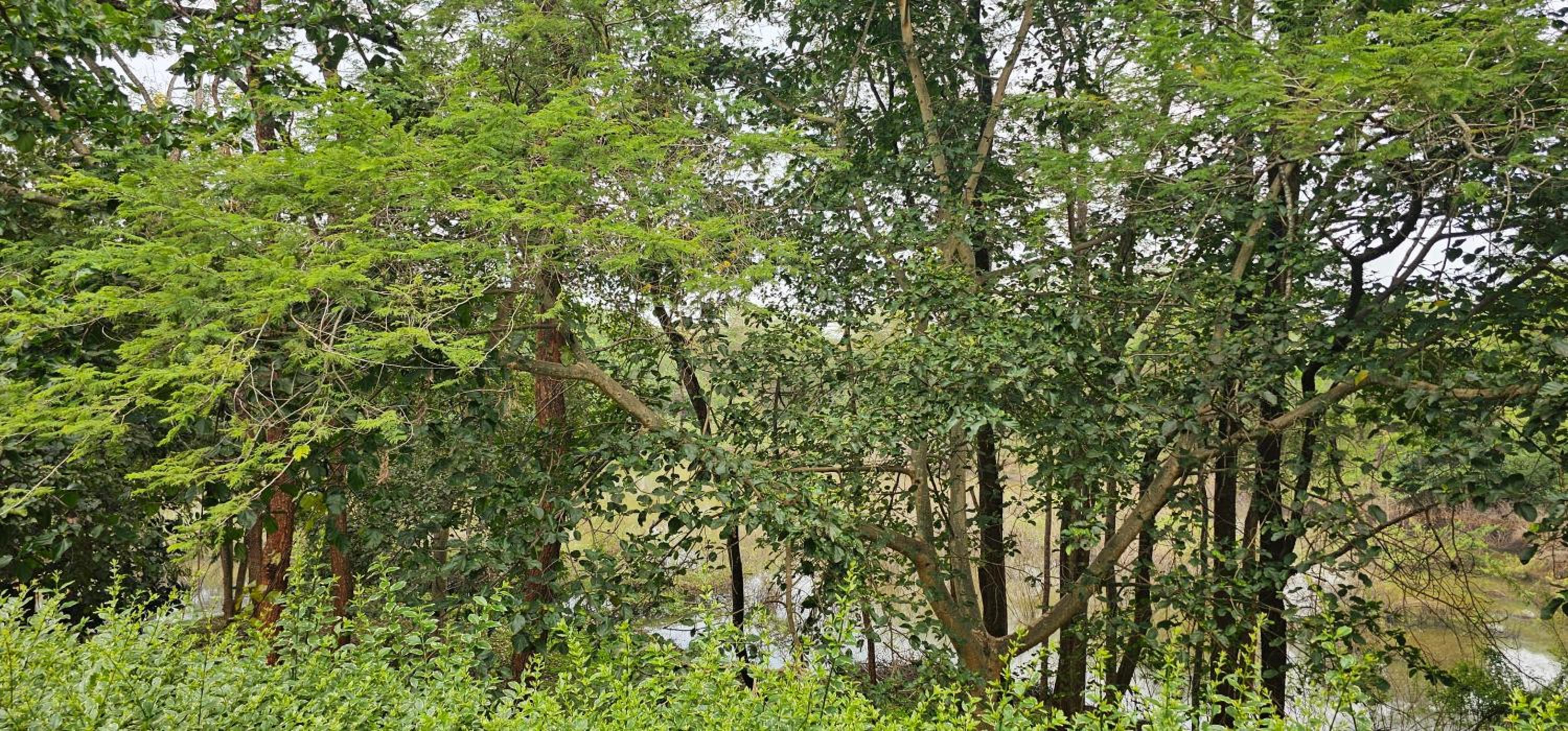 Sagana Getaway Resort