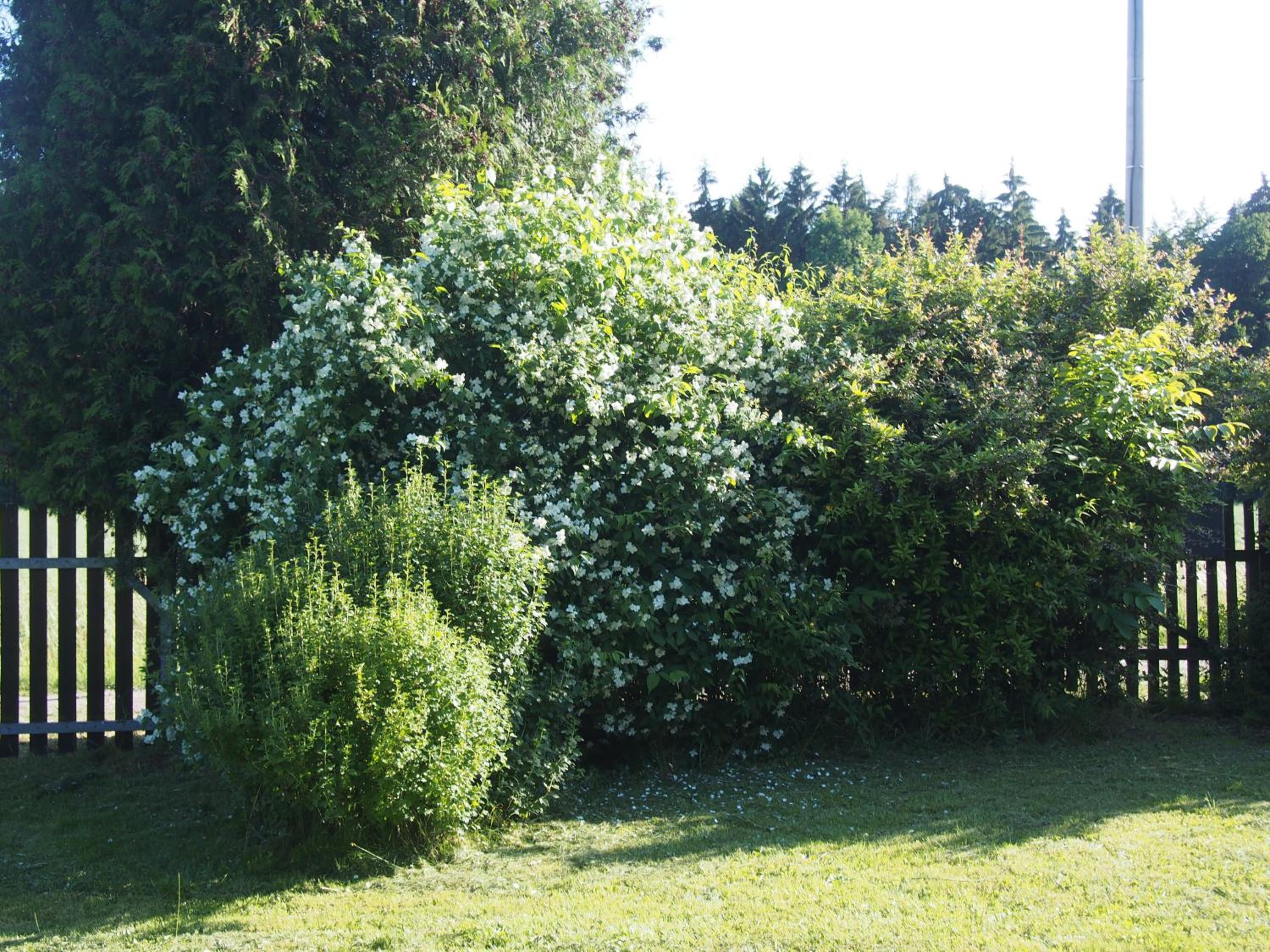Kopaniny