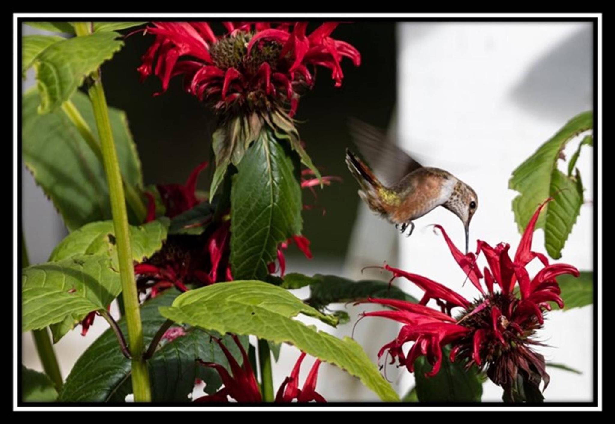 Hummingbird Bed and Breakfast