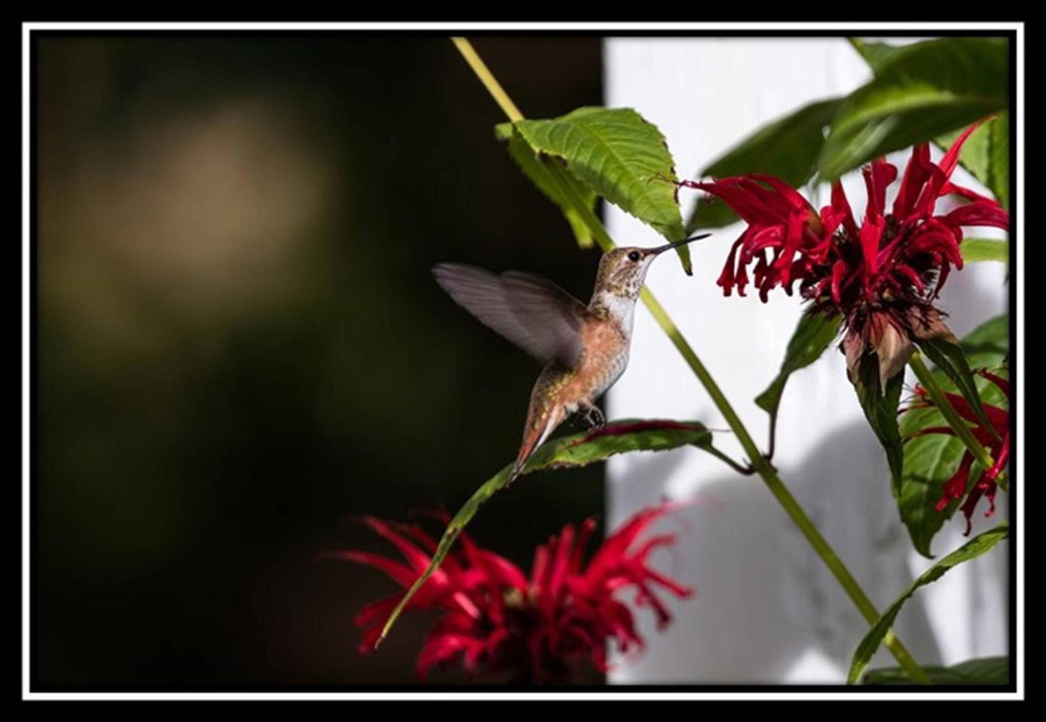 Hummingbird Bed and Breakfast