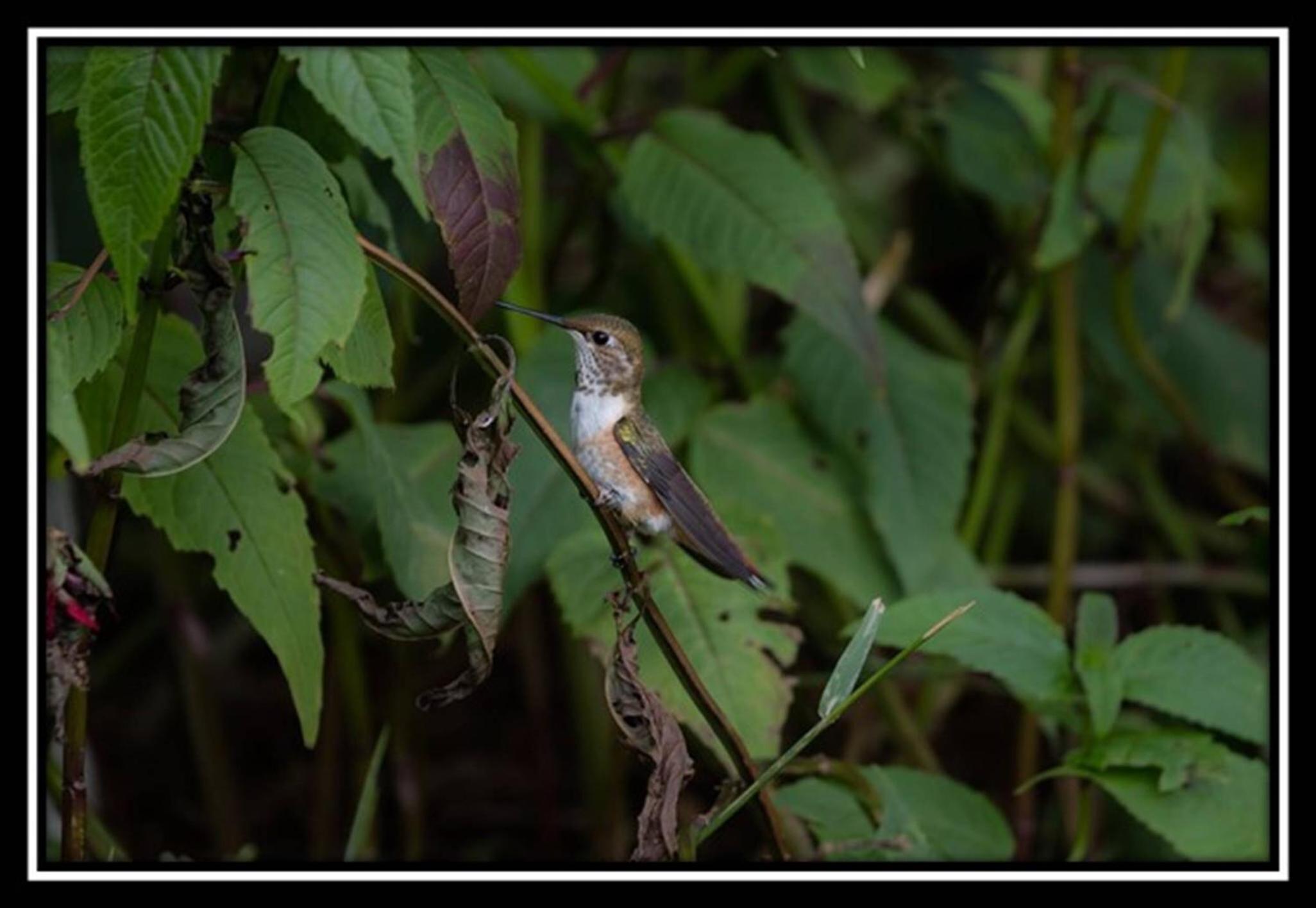 Hummingbird Bed and Breakfast
