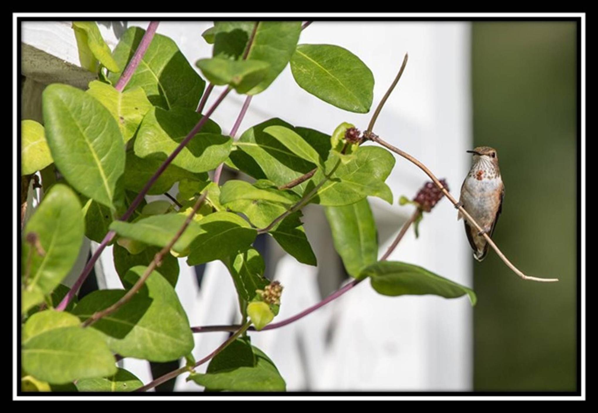 Hummingbird Bed and Breakfast