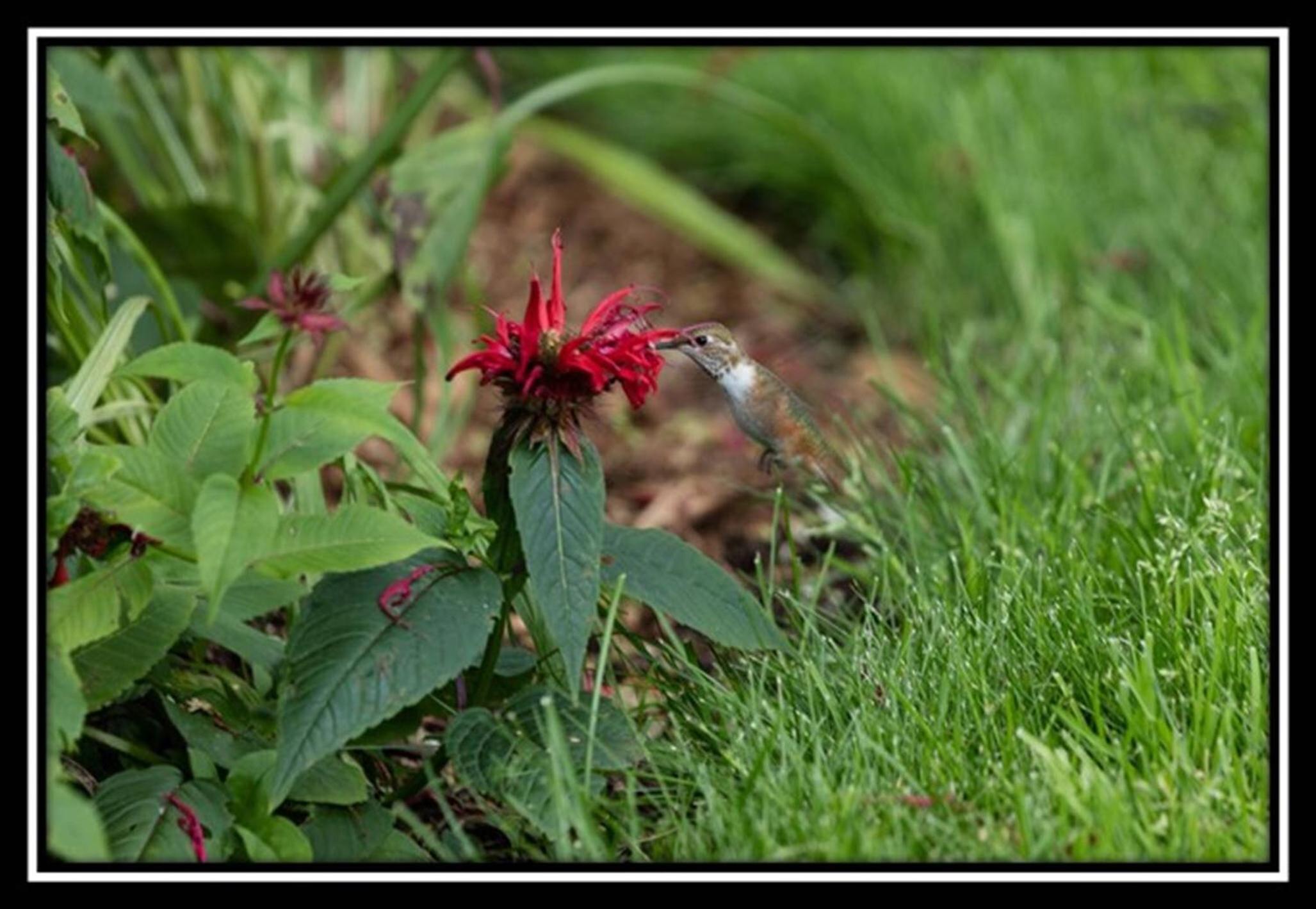 Hummingbird Bed and Breakfast