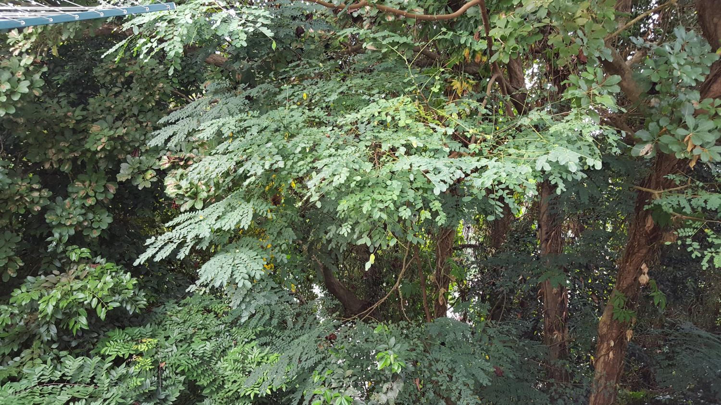 Photo 30
